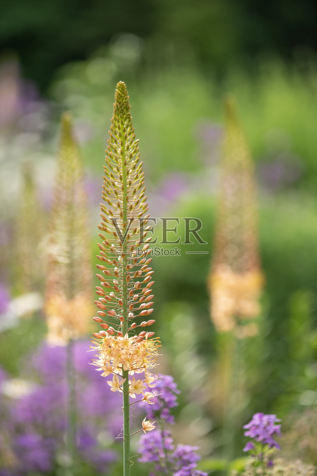 花园里的喜马拉雅狐尾百合照片摄影图片