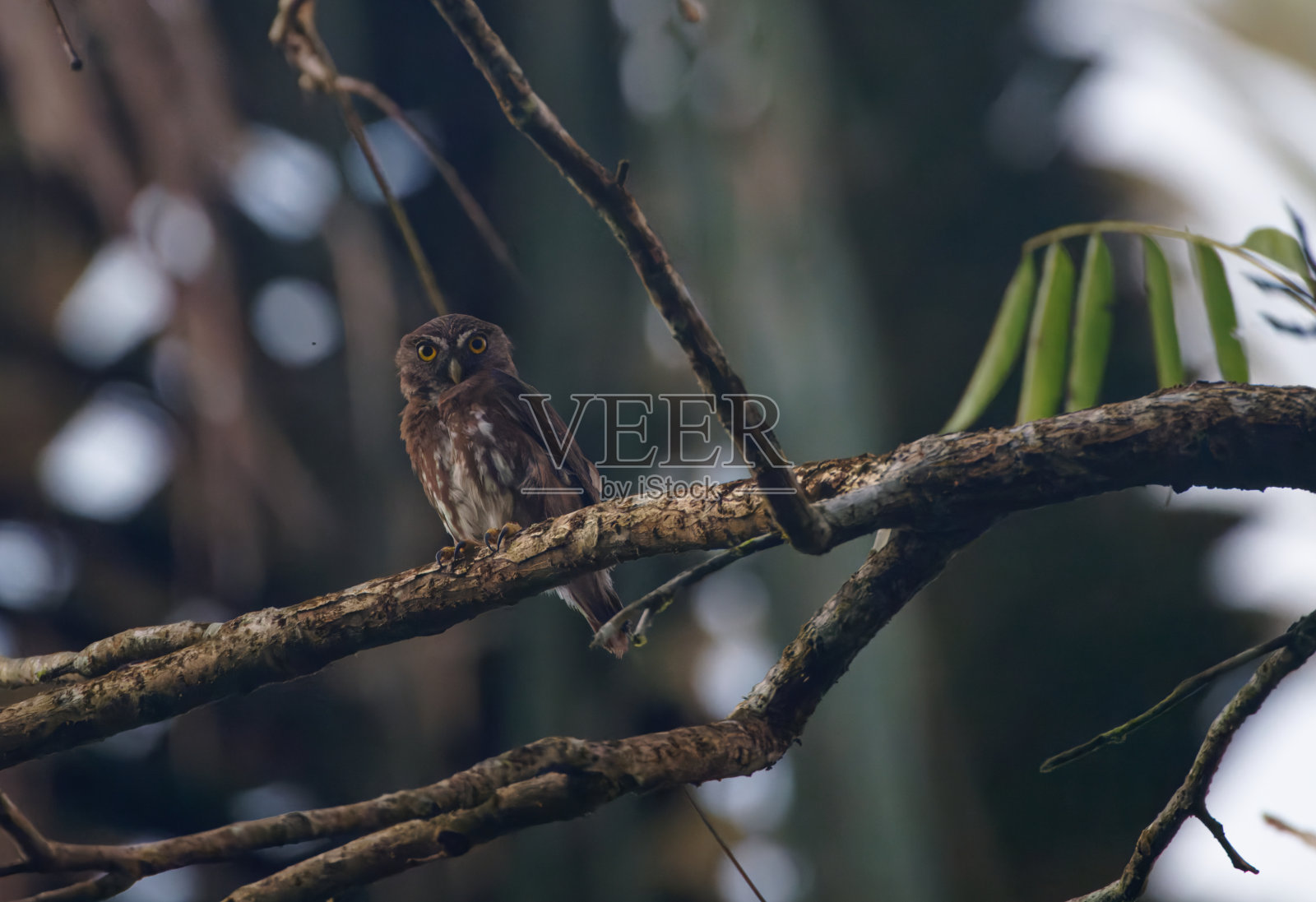 铁质Pygmy-Owl照片摄影图片