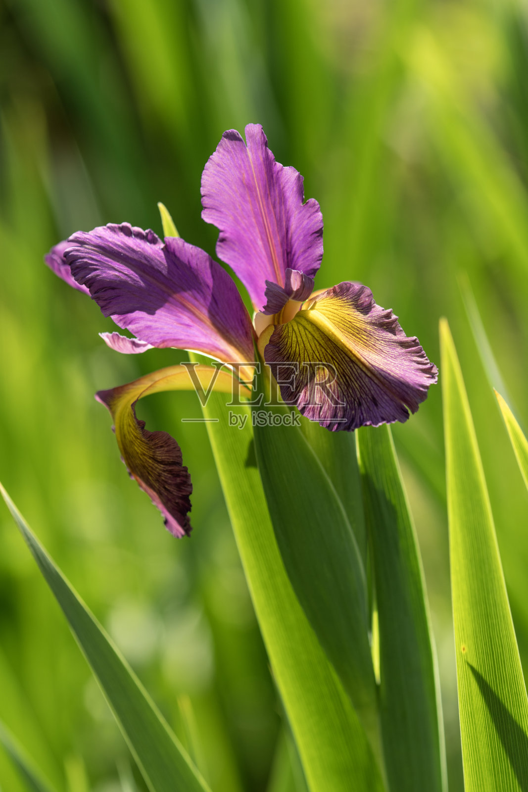 虹膜照片摄影图片
