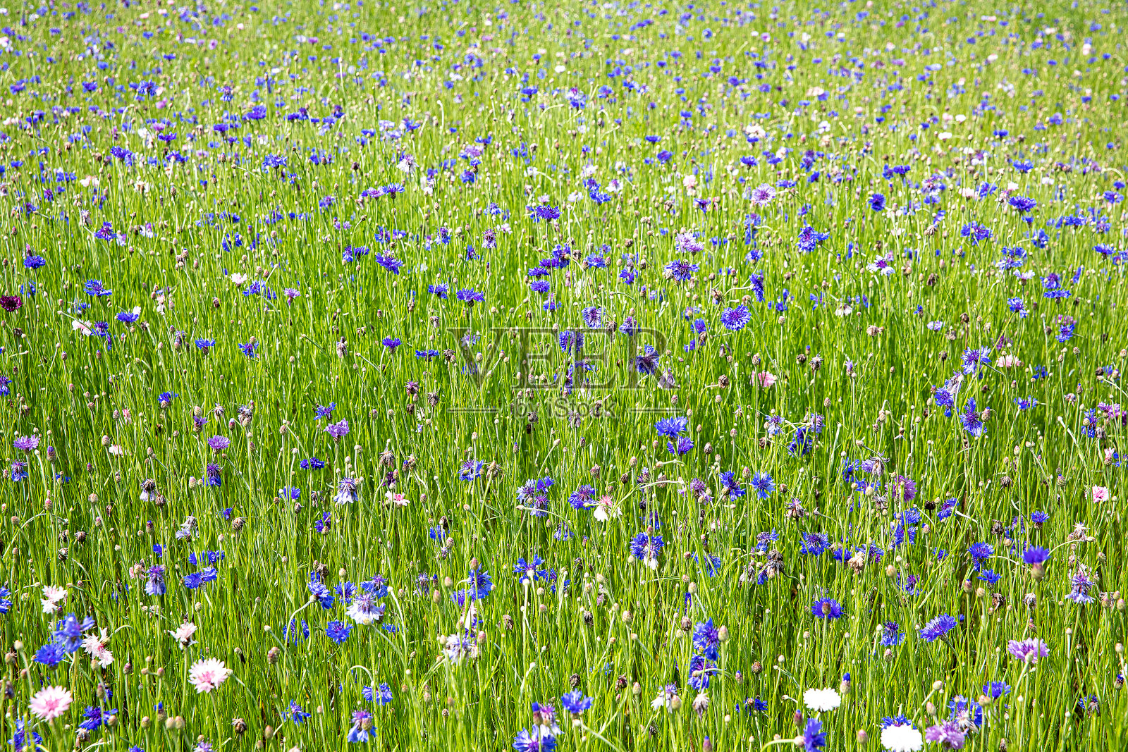 鲜绿的照片摄影图片