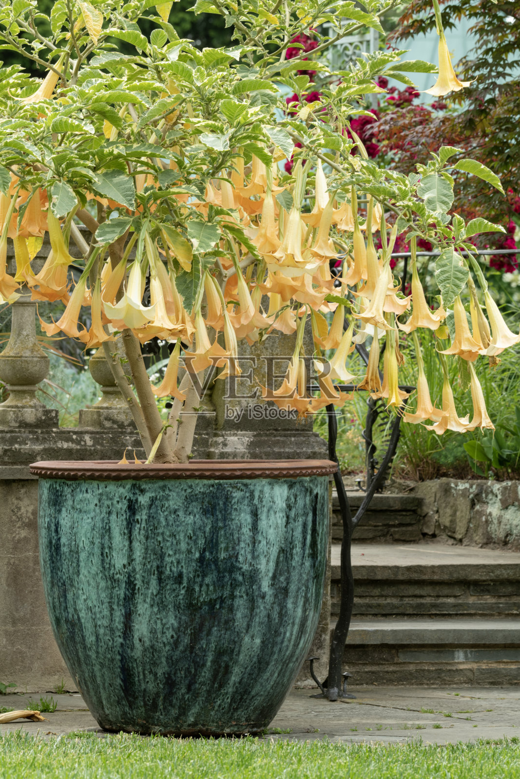 小号花照片摄影图片