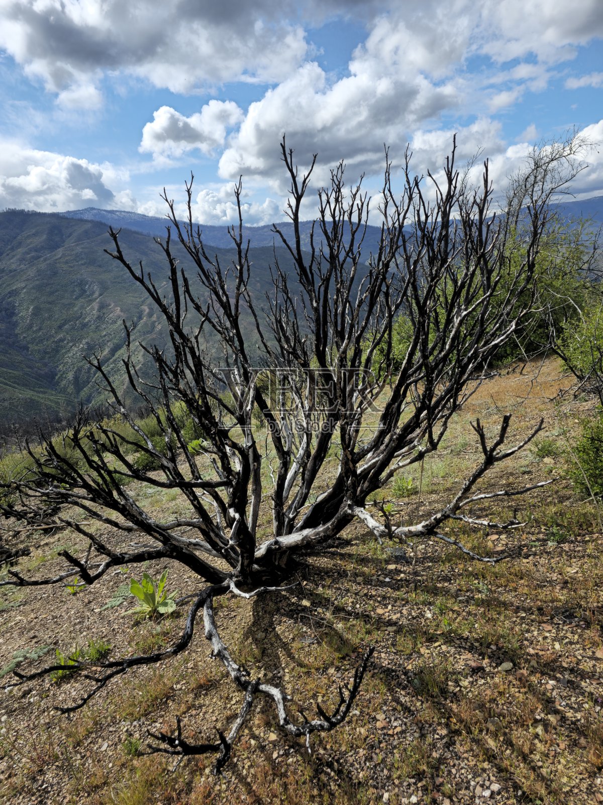 树与天照片摄影图片