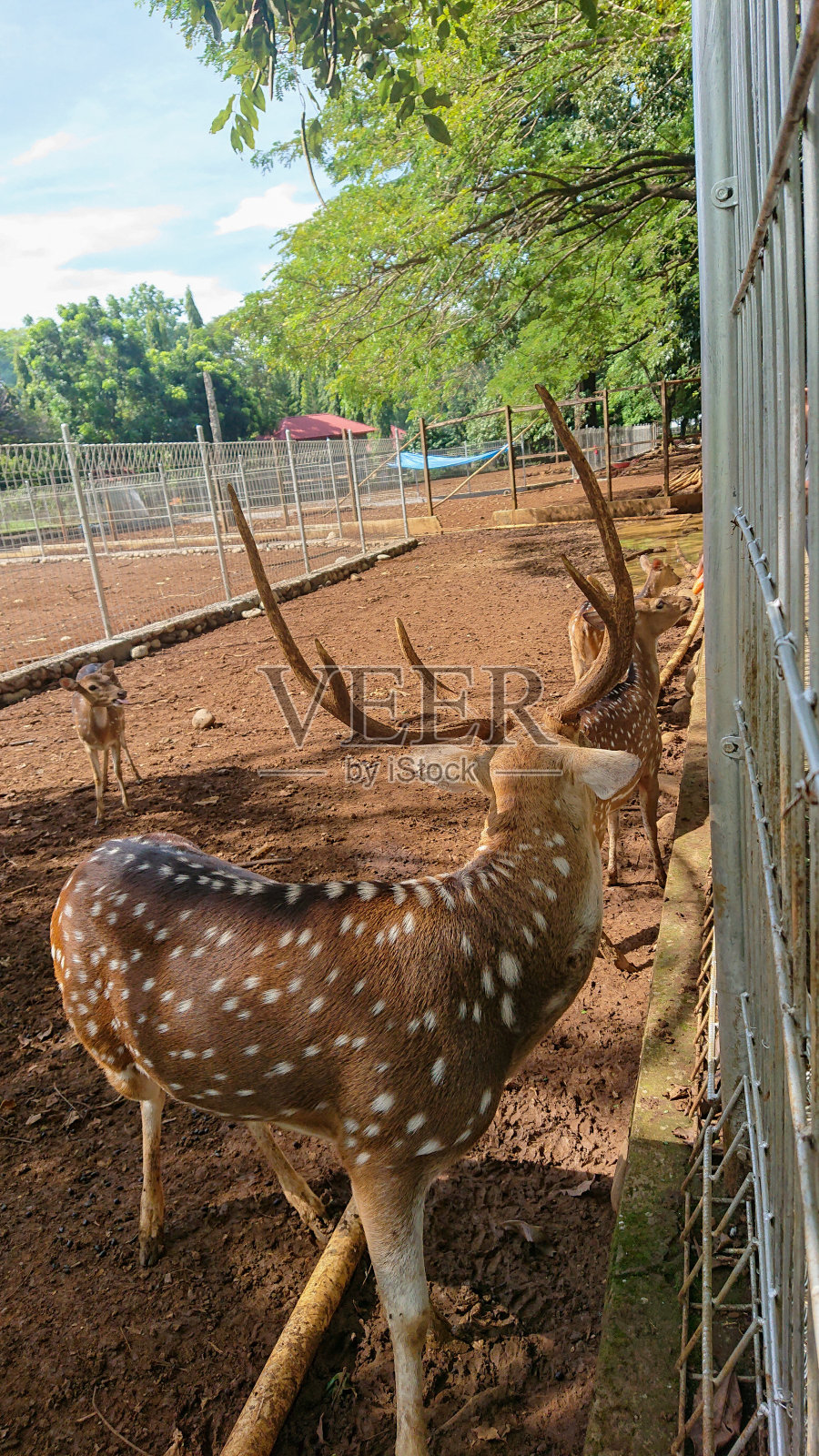 优雅的斑点鹿:围墙内的附魔照片摄影图片