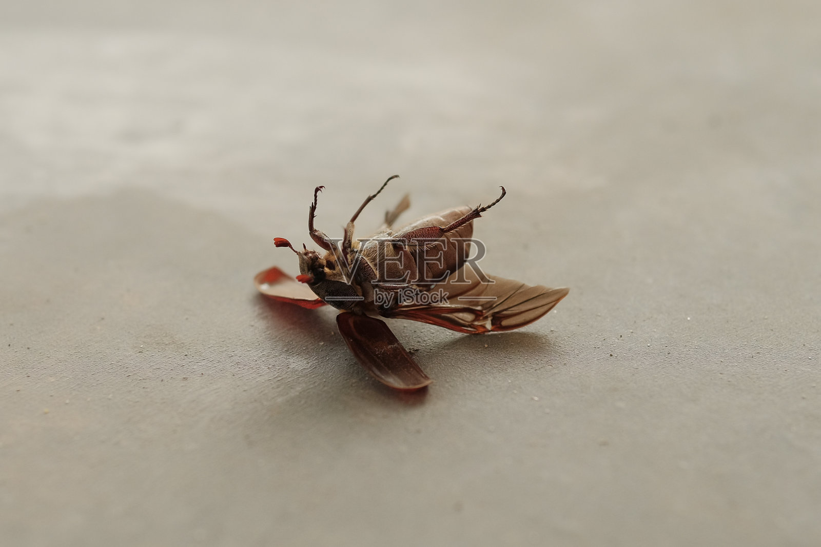 昆虫甲虫倒在地板上照片摄影图片
