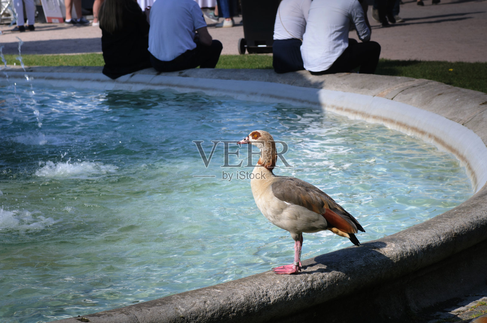 埃及鹅(Alopochen aegyptiacus)照片摄影图片