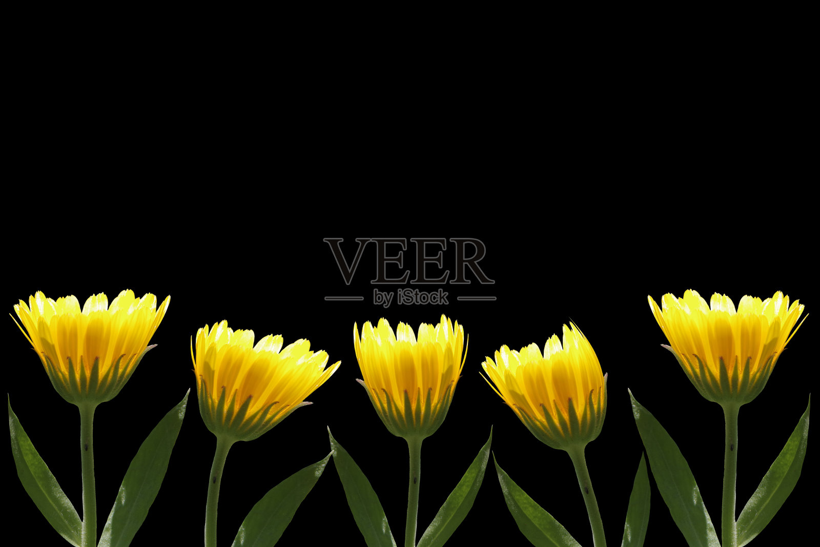 一排黑色背景上的黄色万寿菊。照片摄影图片