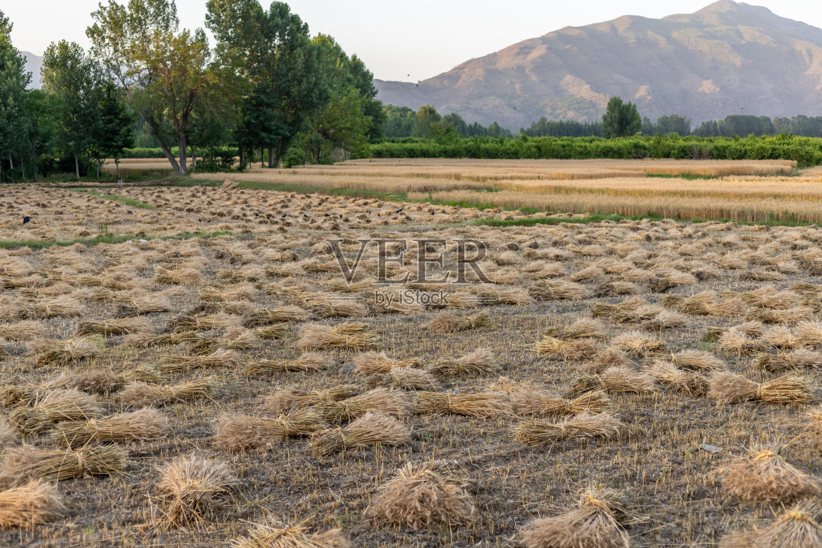巴基斯坦的小麦在夏季收获照片摄影图片