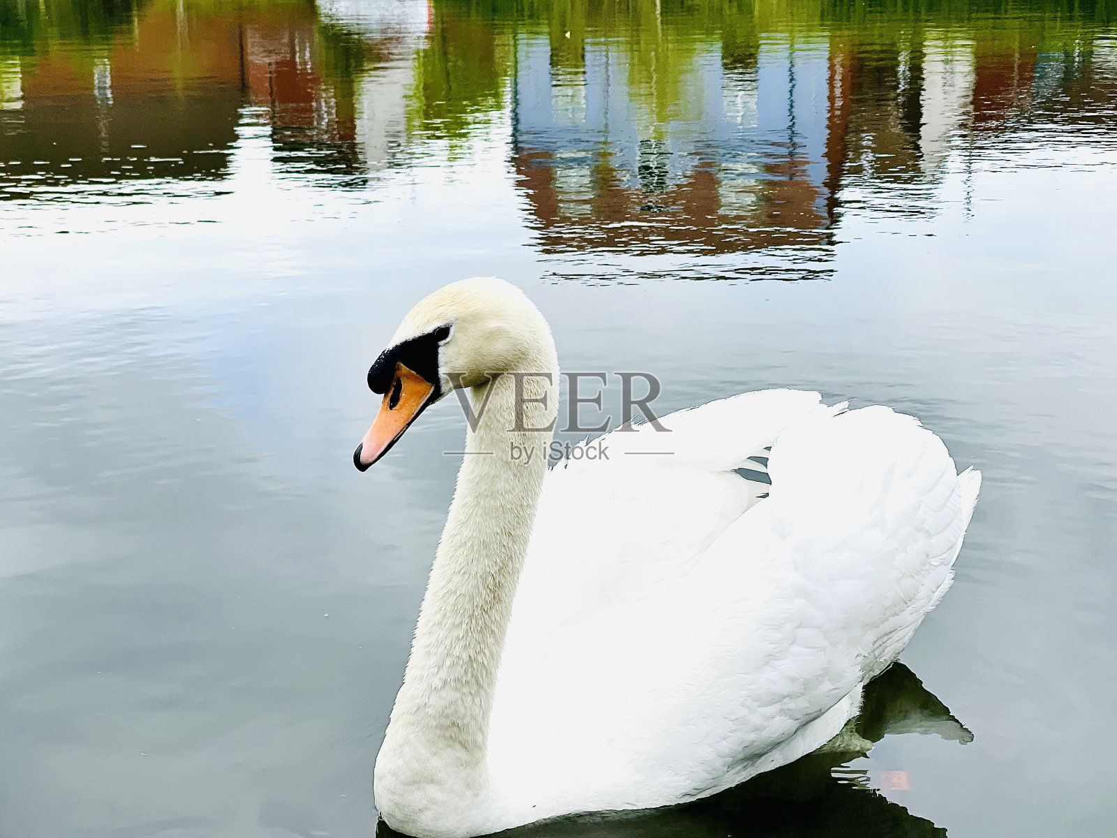 天鹅照片摄影图片