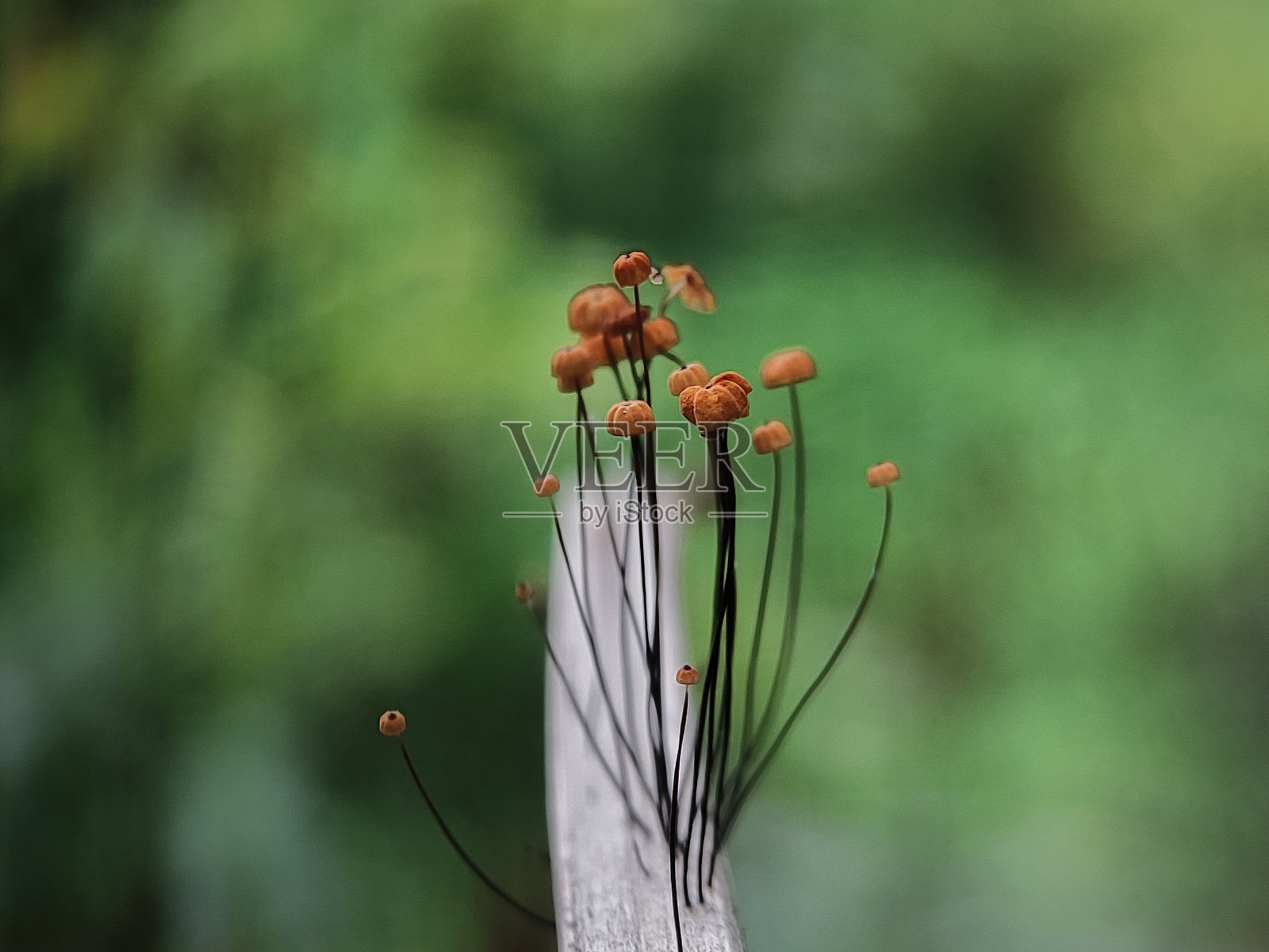 橙色风车照片摄影图片