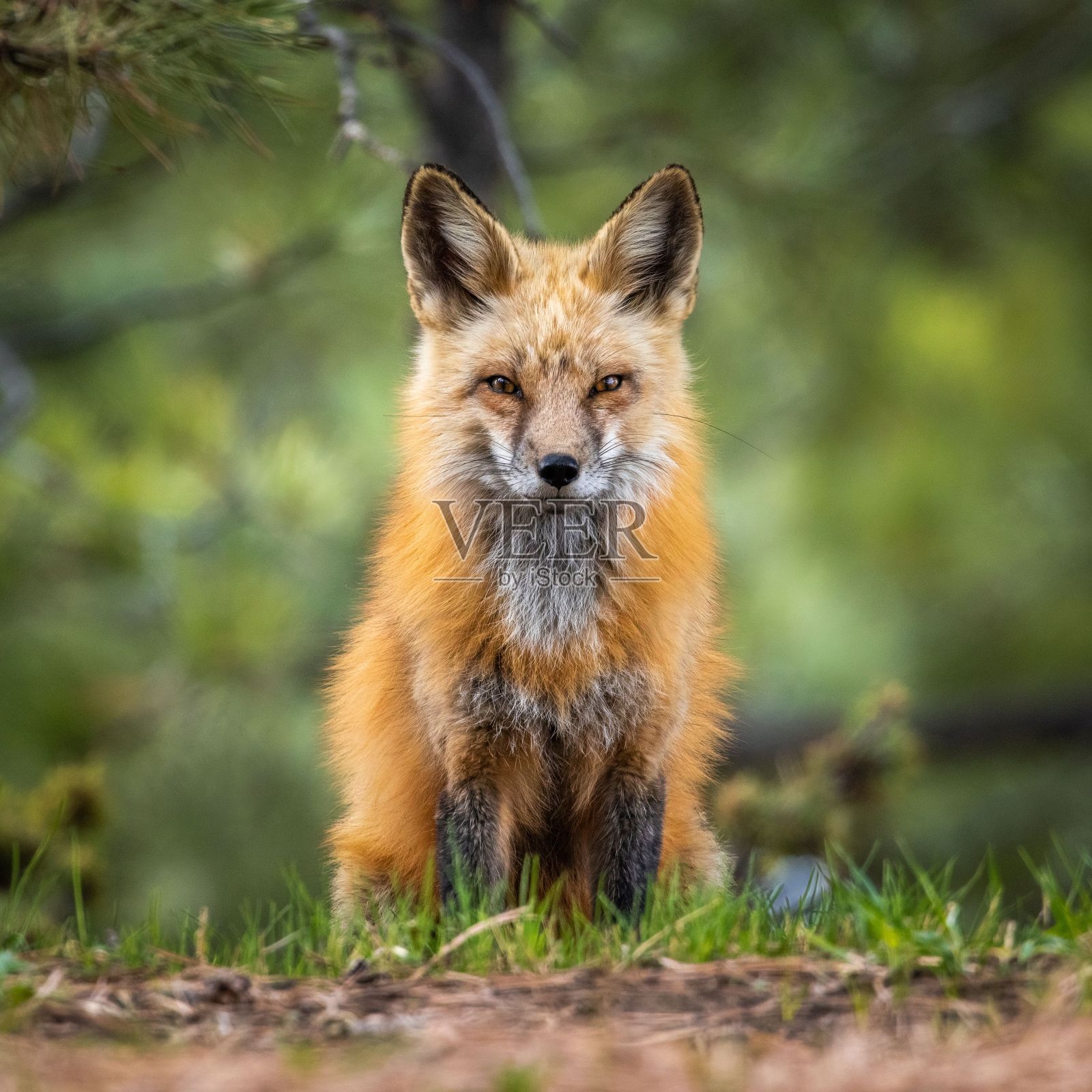 成年红狐的特写照片摄影图片