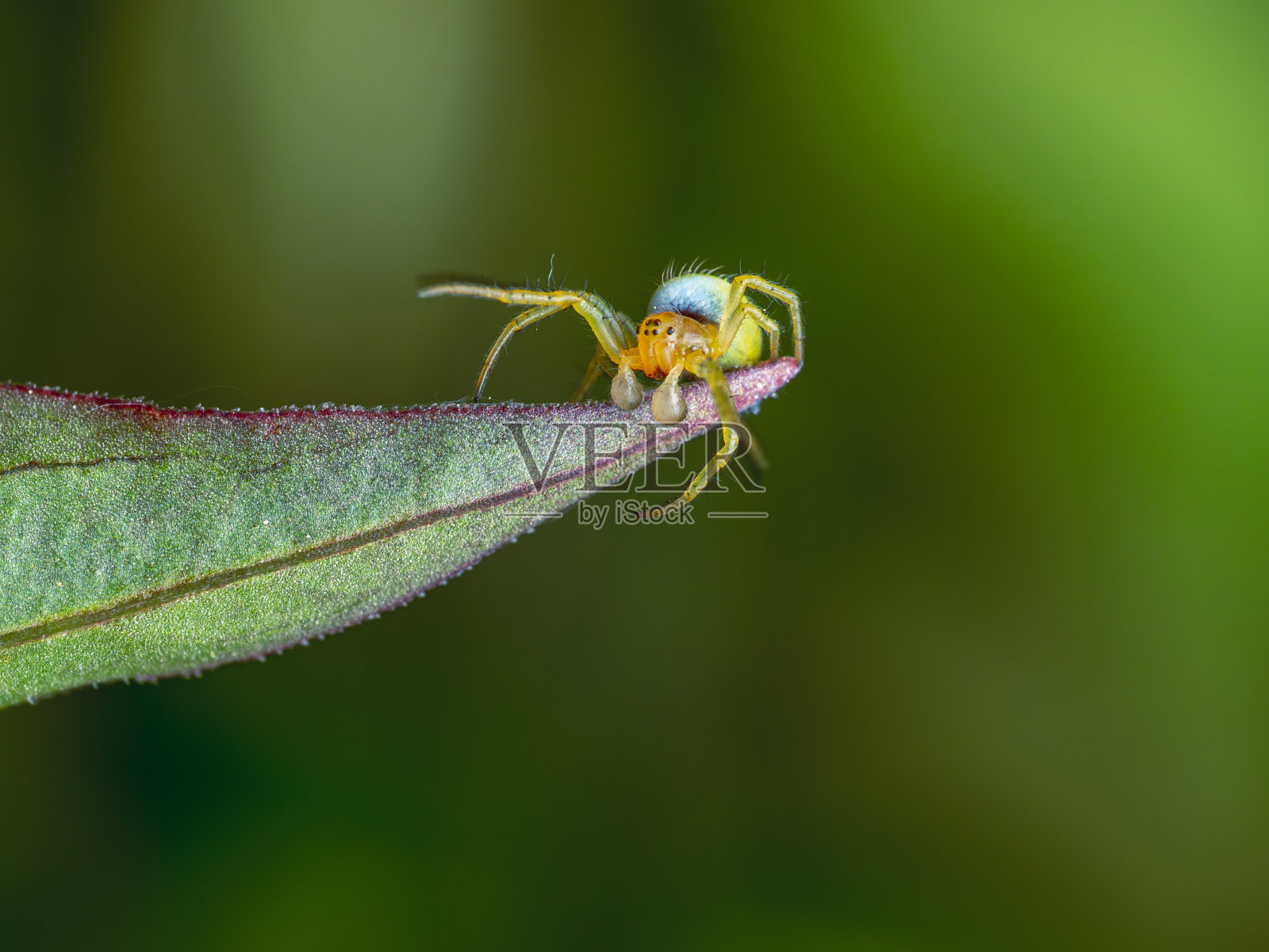 蜘蛛照片摄影图片