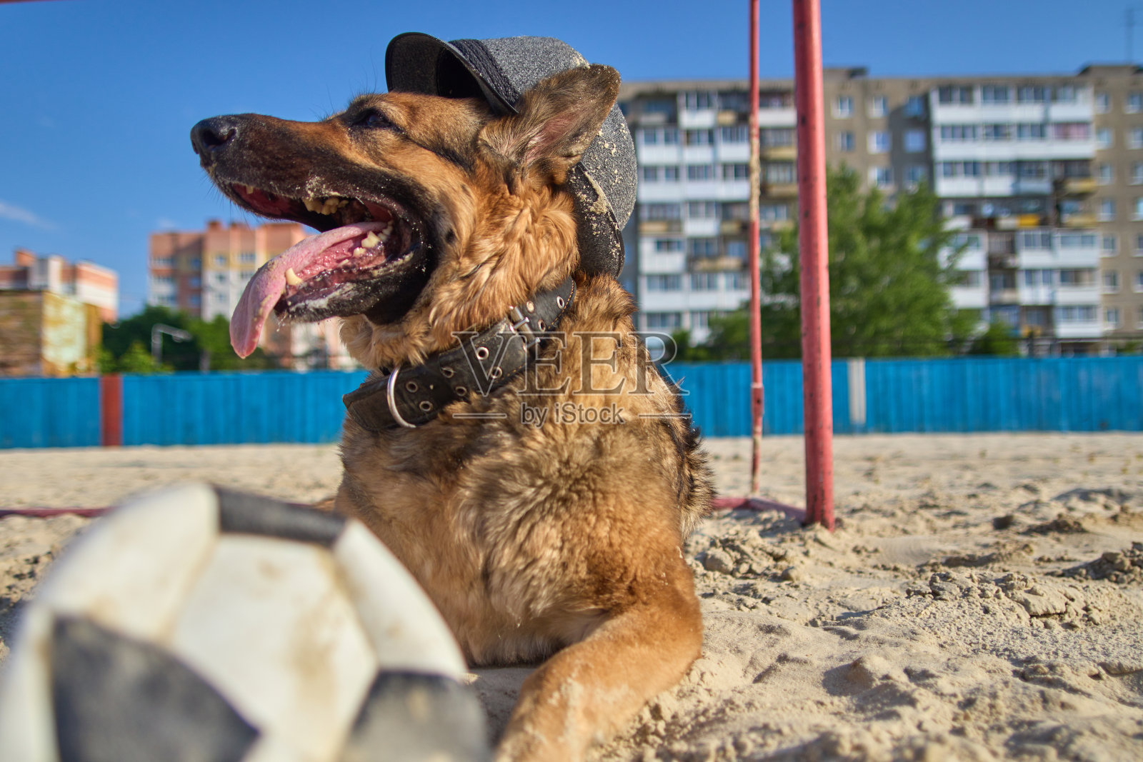 狗在踢足球。一只戴着帽子的狗正在踢足球。一只狗在城市里玩耍。照片摄影图片