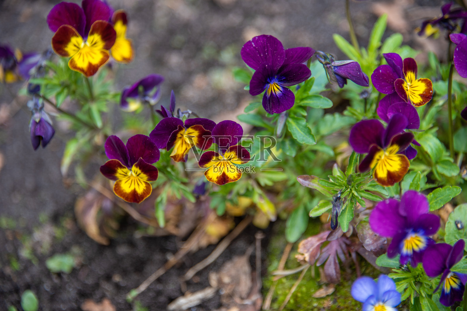 美丽的多彩盛开的紫色和黄色樱草花。照片摄影图片