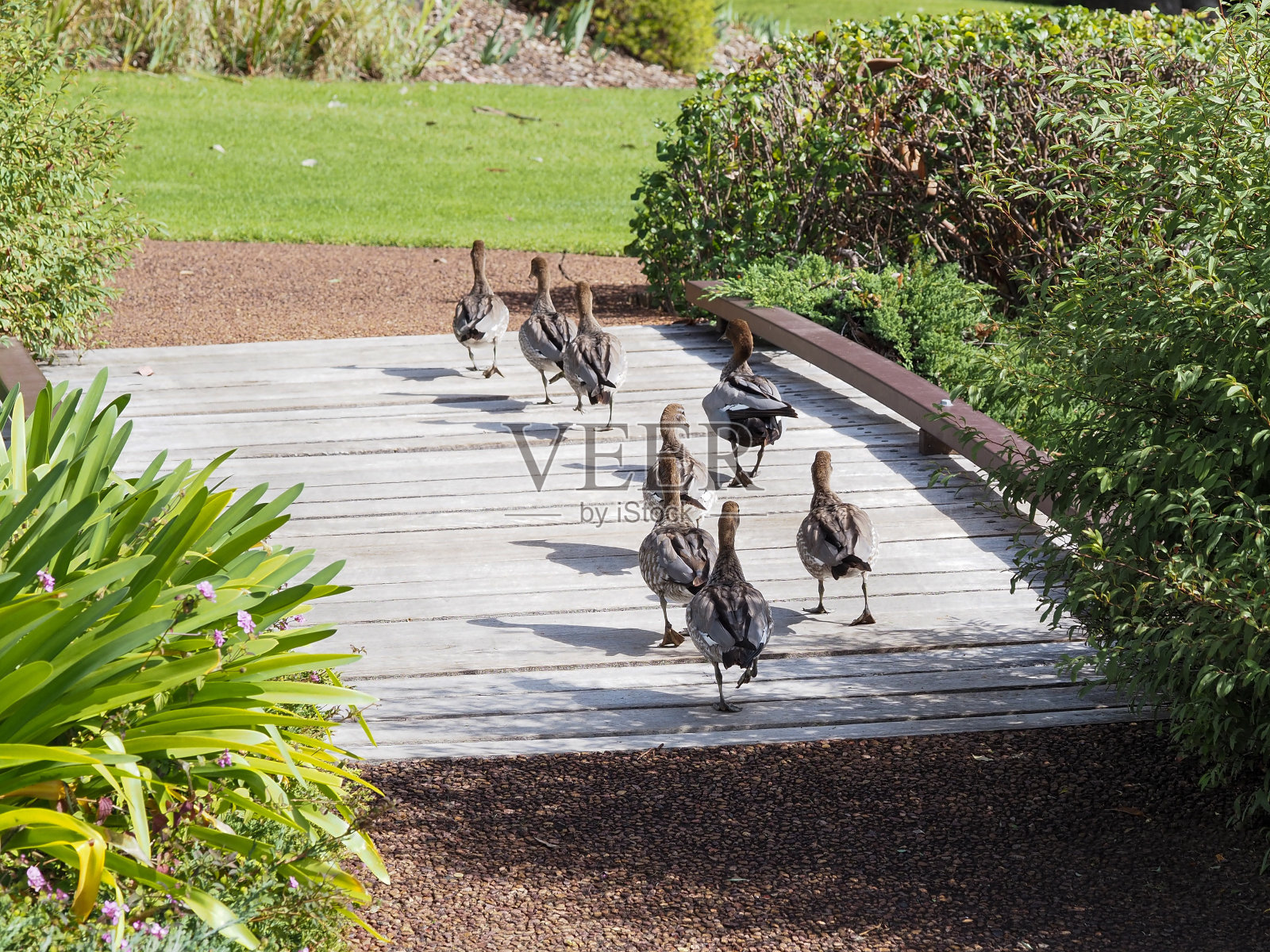 鸭子排成一排过桥照片摄影图片