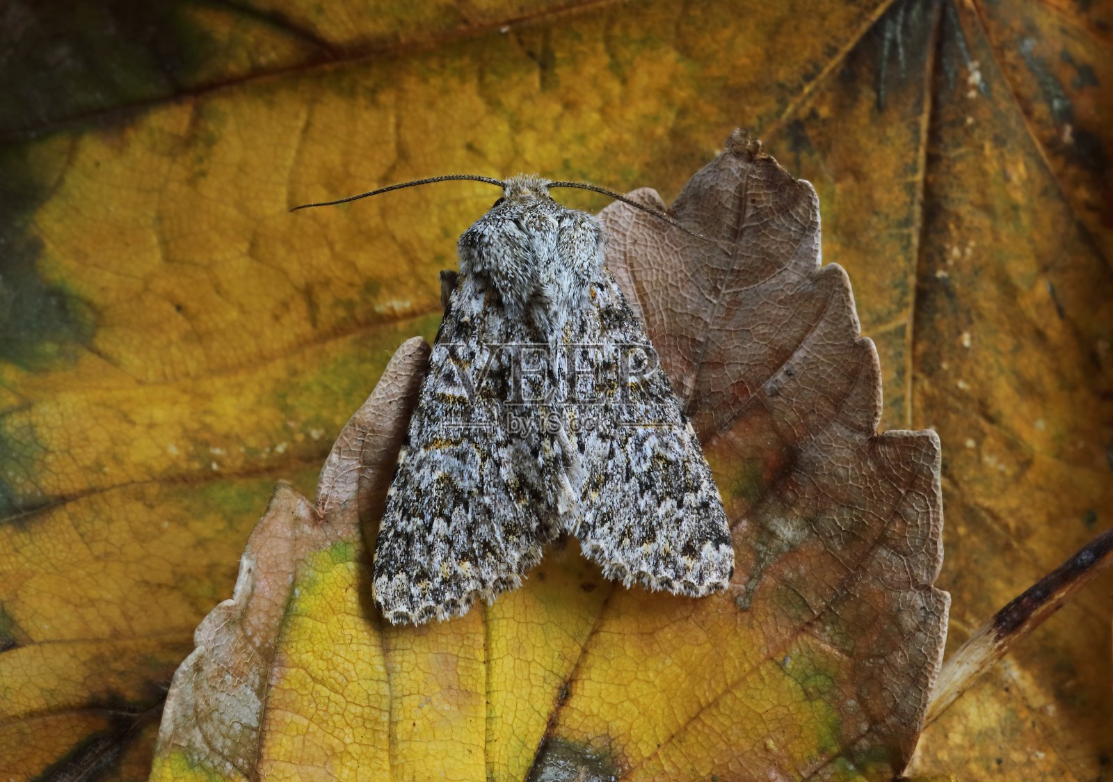 大毛茛蛾照片摄影图片