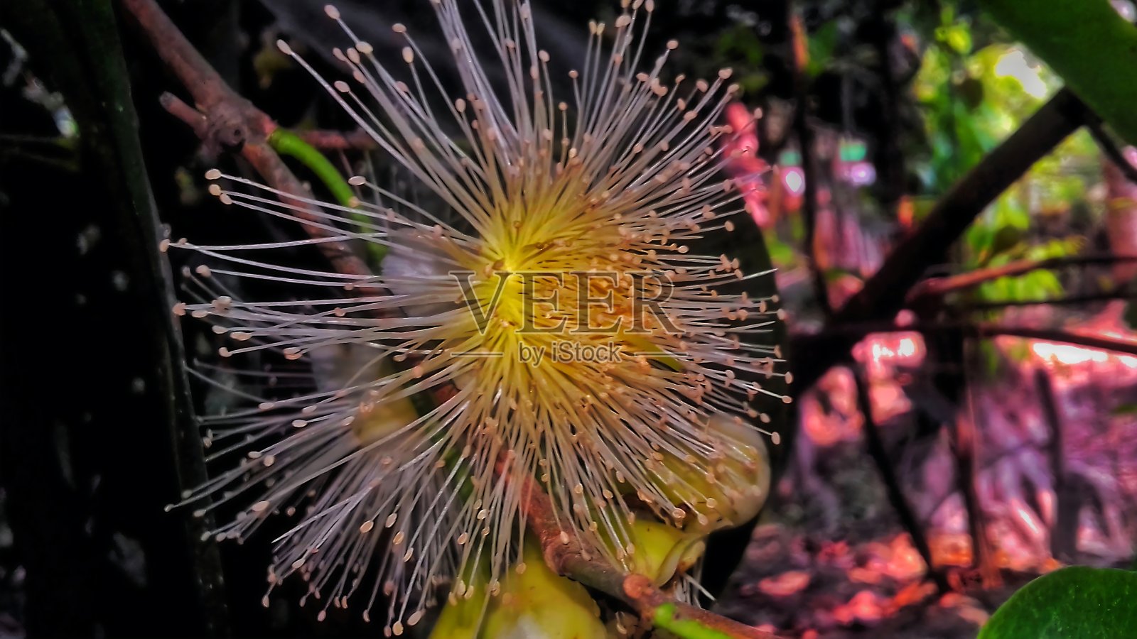 树的花照片摄影图片