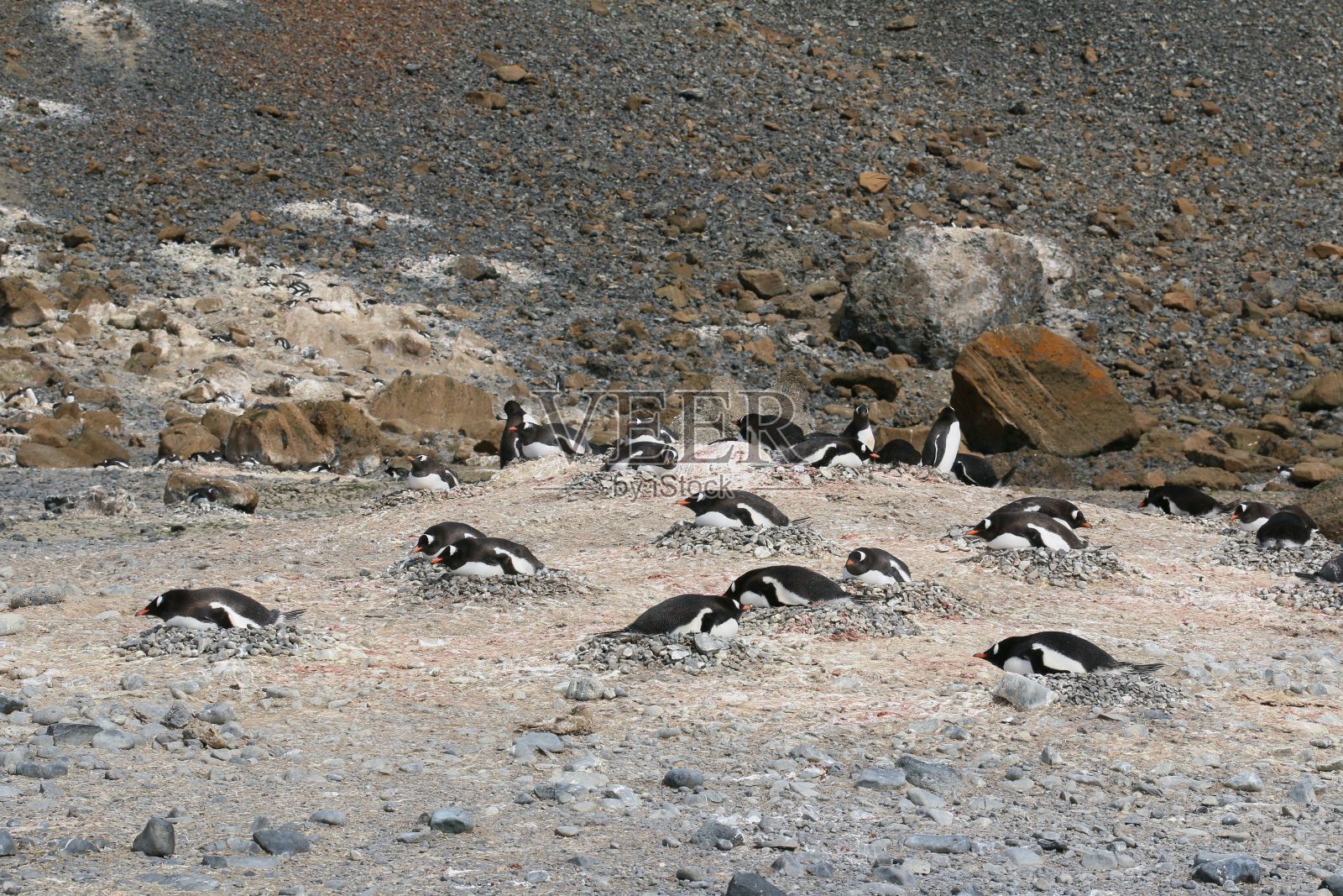 一大群企鹅聚集在它们自然栖息地的岩石地带照片摄影图片