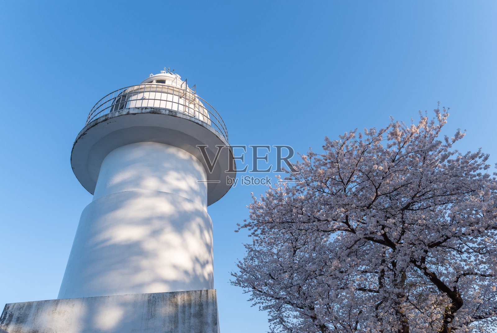 富山县，樱花盛开的灯塔照片摄影图片