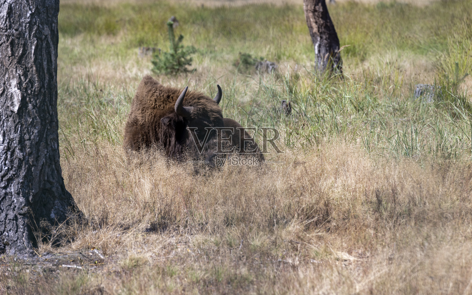 野生动物欧洲野牛照片摄影图片
