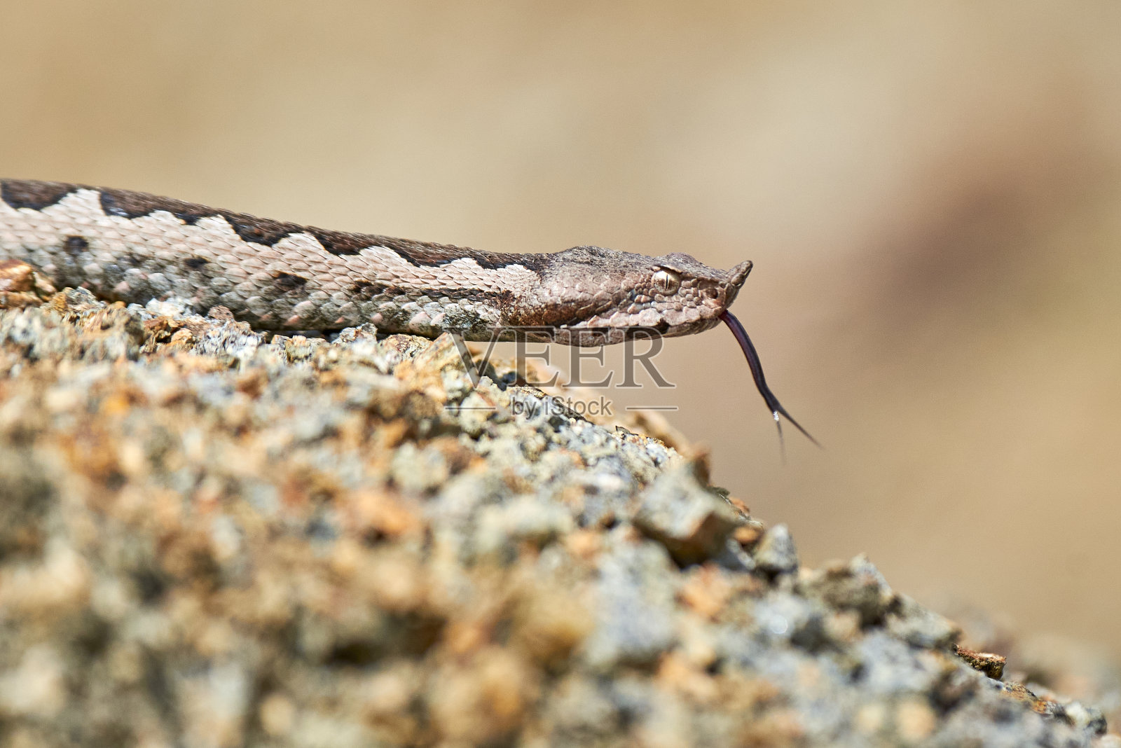 自然栖息地的雄性鼻角蝰照片摄影图片