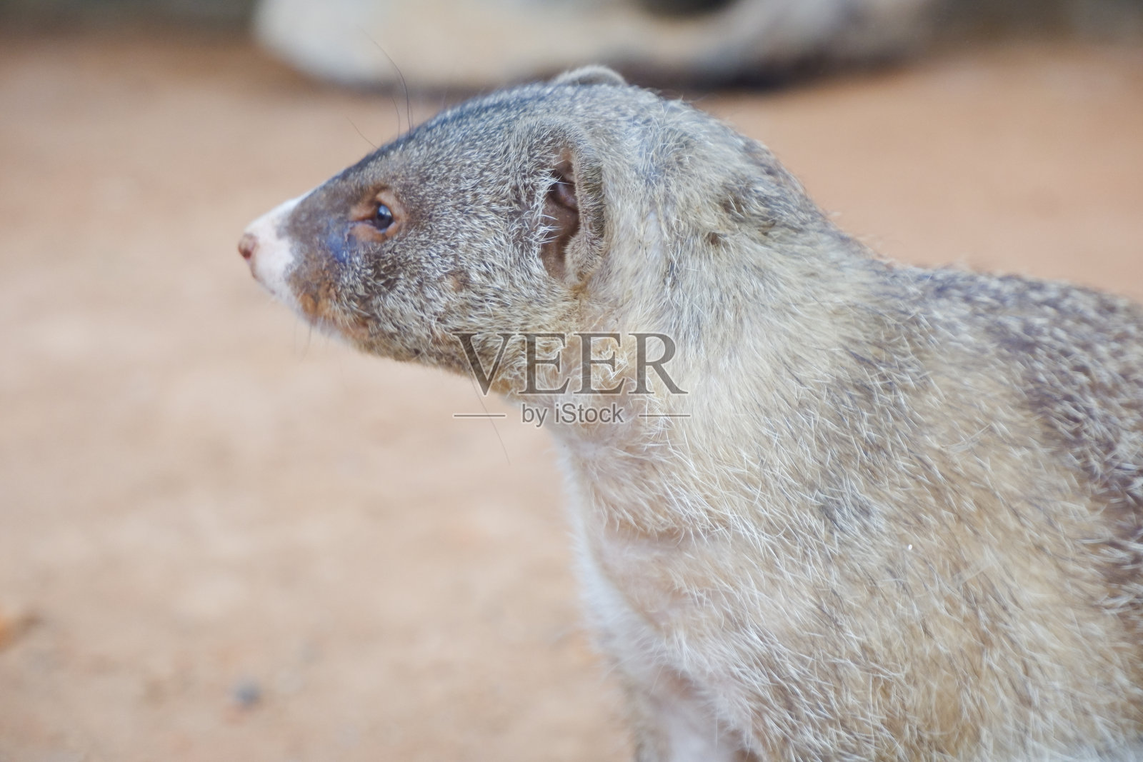 野生带状蒙古林的选择性焦点。照片摄影图片