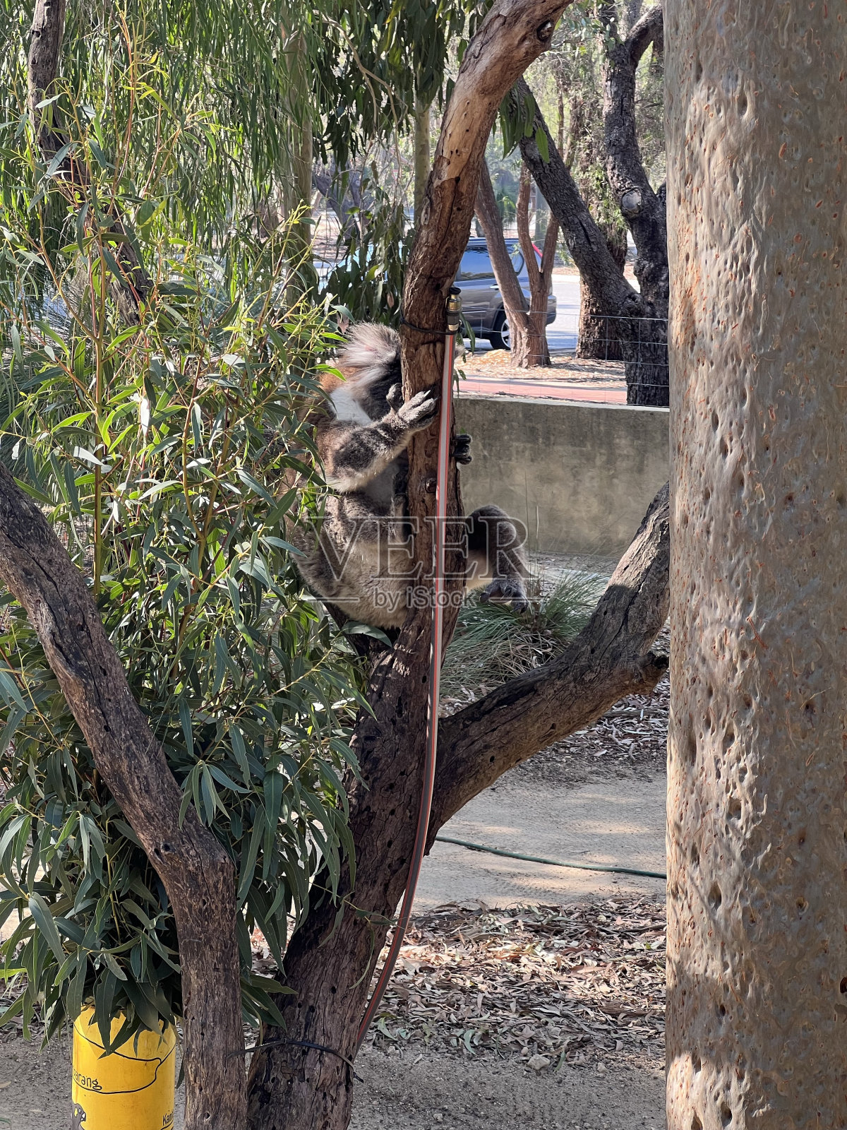 动物-考拉照片摄影图片