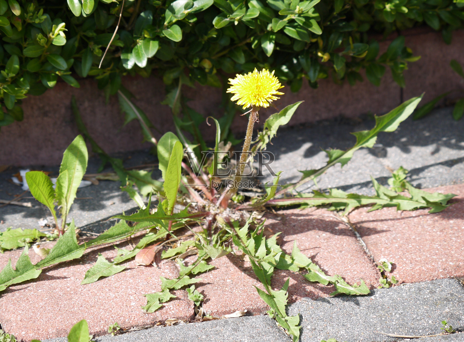 蒲公英花生长在野外照片摄影图片