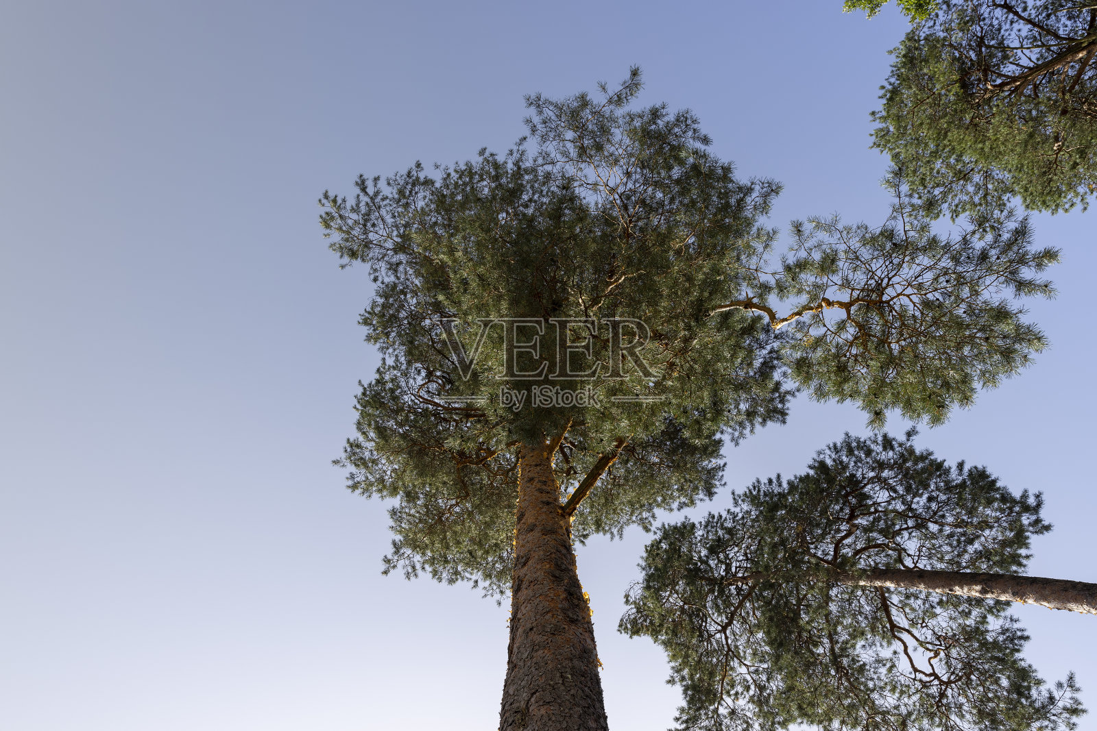 夏天高大的树木照片摄影图片