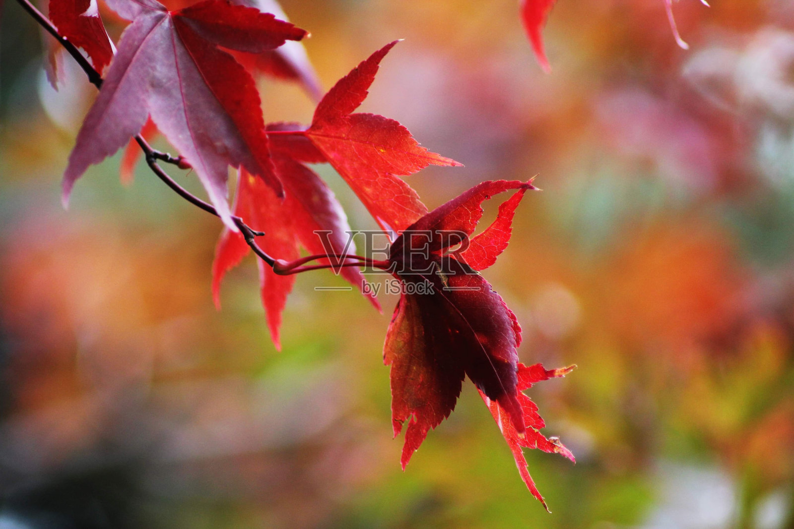 红色的树叶照片摄影图片