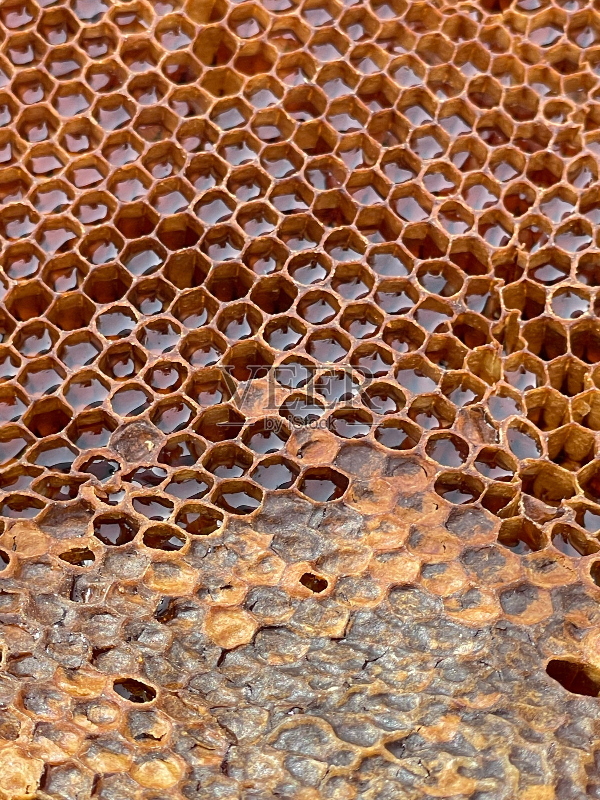 金色蜂巢的特写照片摄影图片