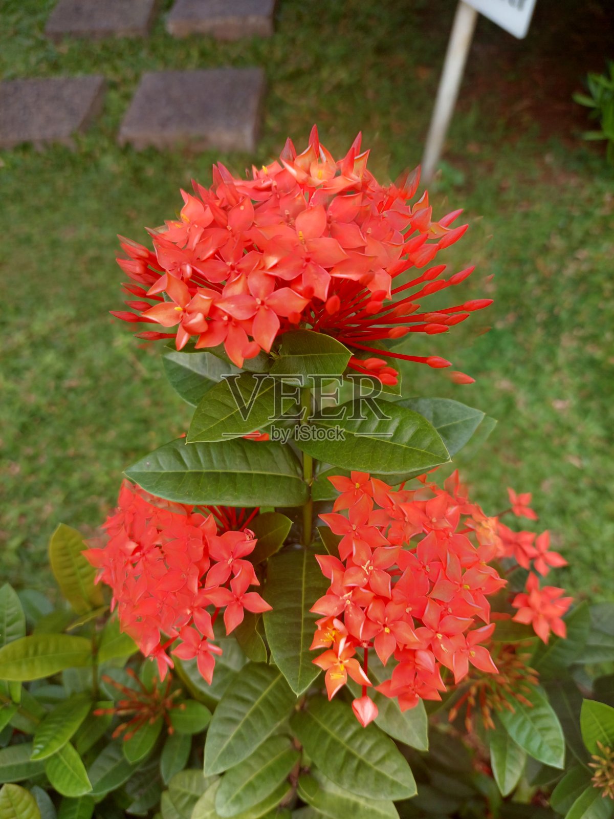 红色阿育王花照片摄影图片