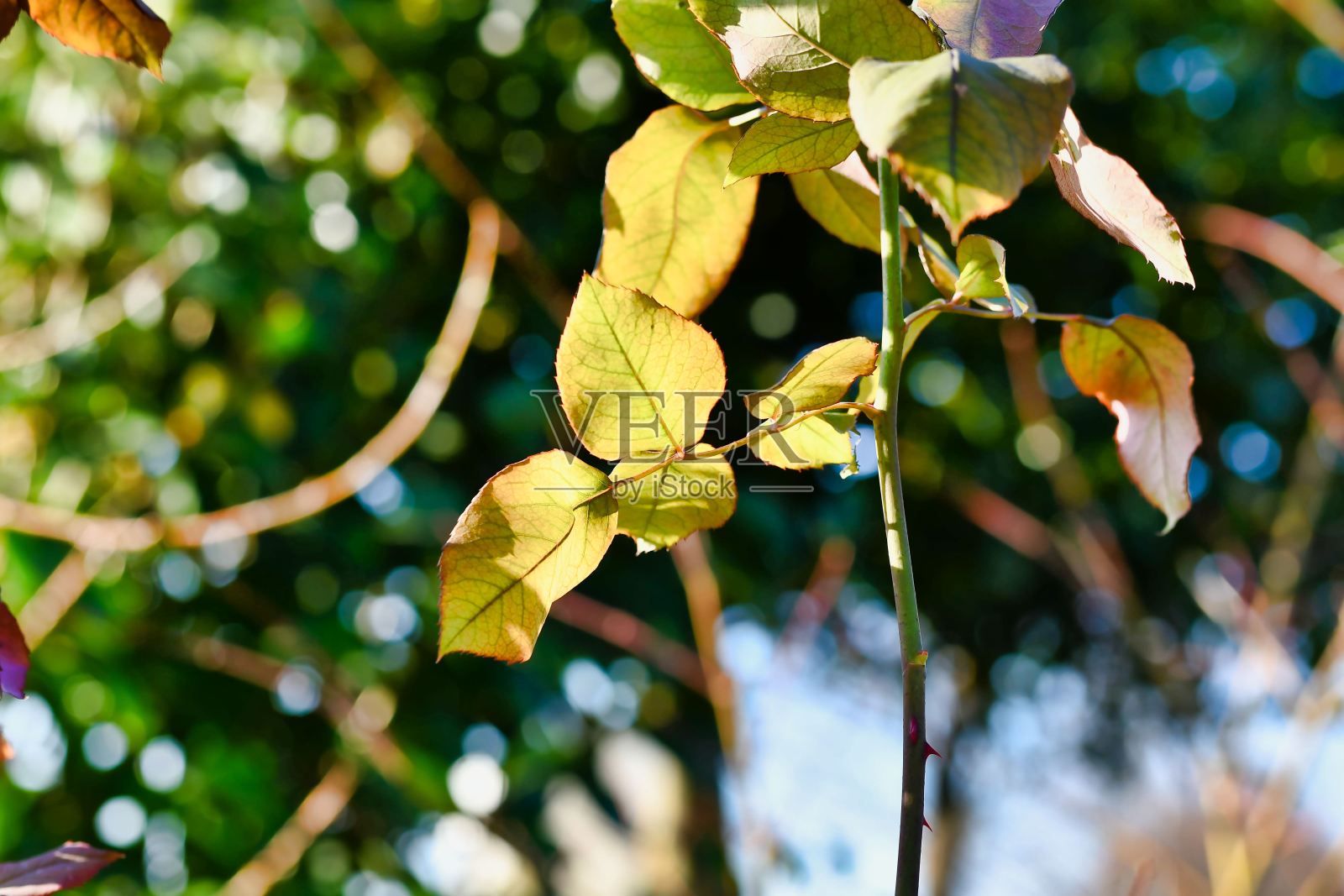 一棵树的树枝，照片作为背景照片摄影图片