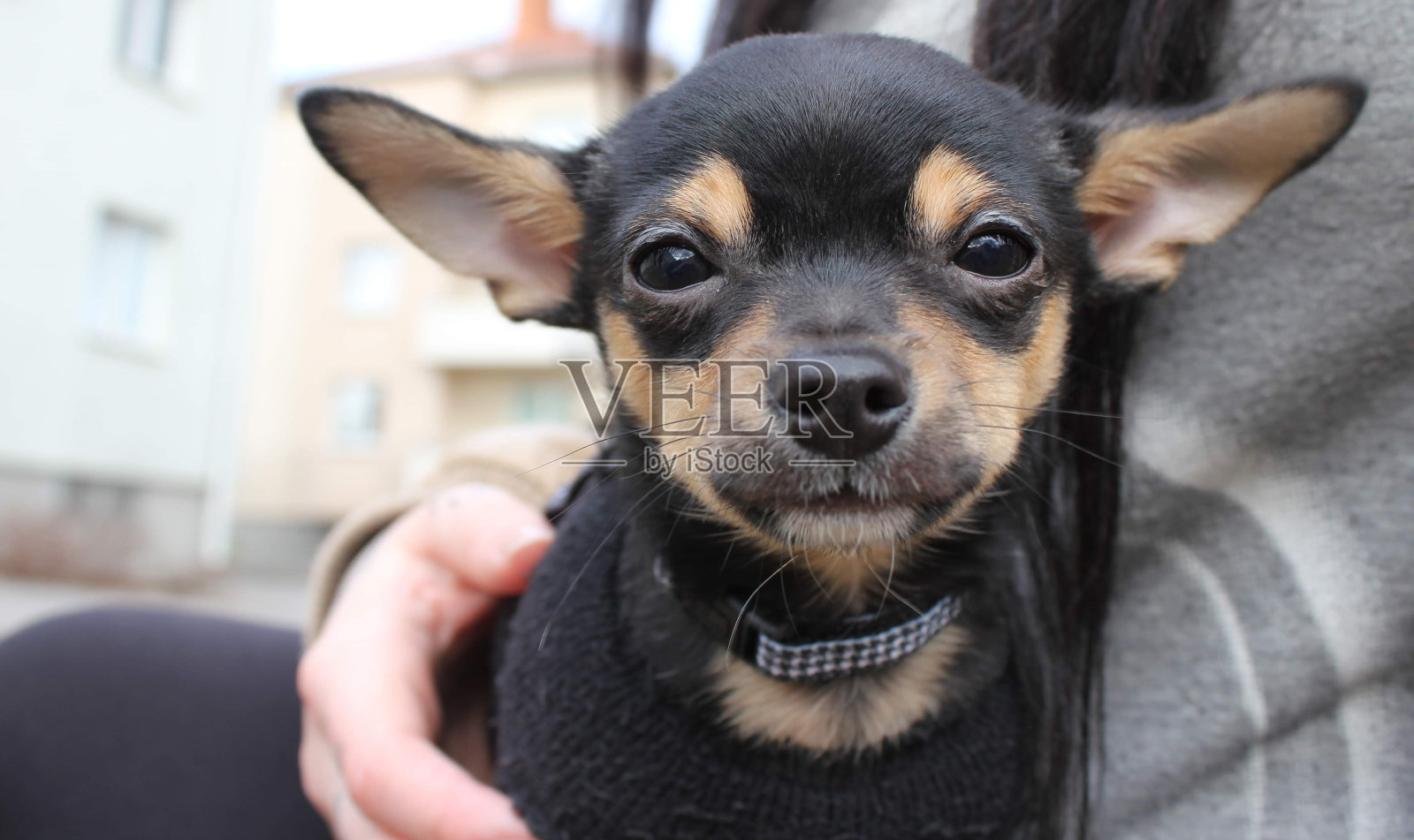 一只可爱的吉娃娃小狗照片摄影图片