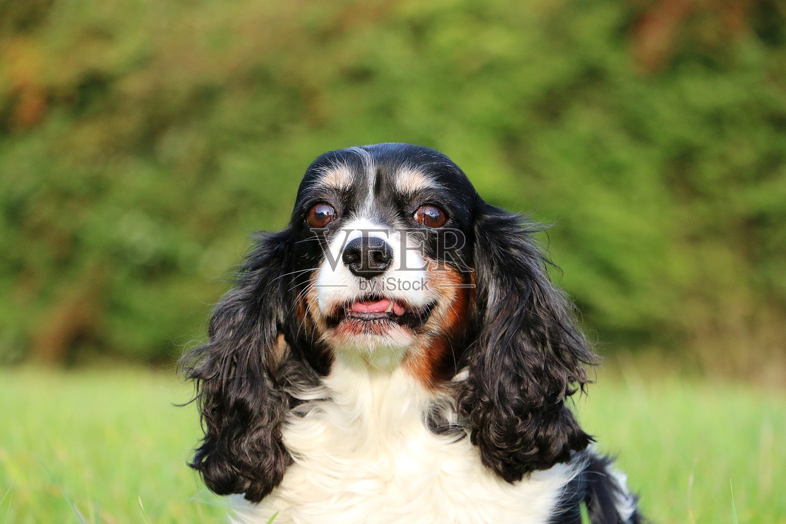 三色骑士国王猎犬的特写头像照片摄影图片