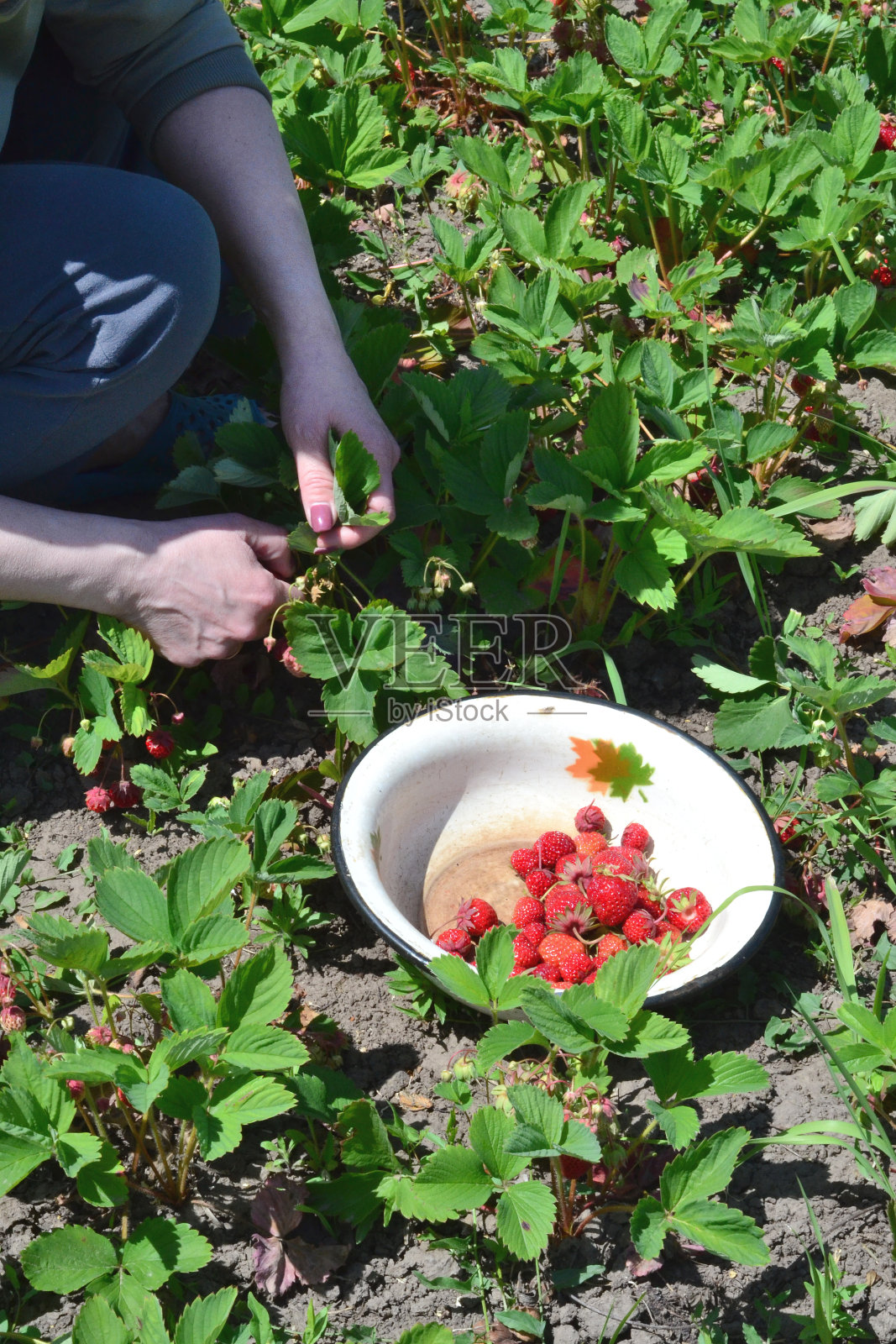 一个女人在花园里用碗收集草莓照片摄影图片