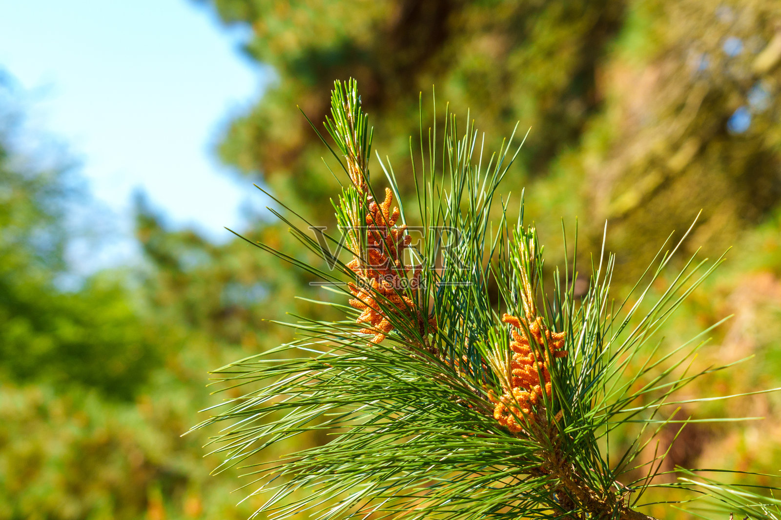 开花的野生松木，有幼球果照片摄影图片