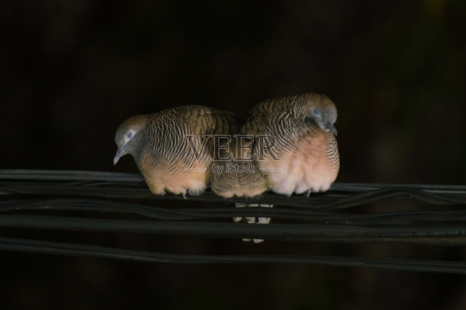 一只沉睡的鸟照片摄影图片