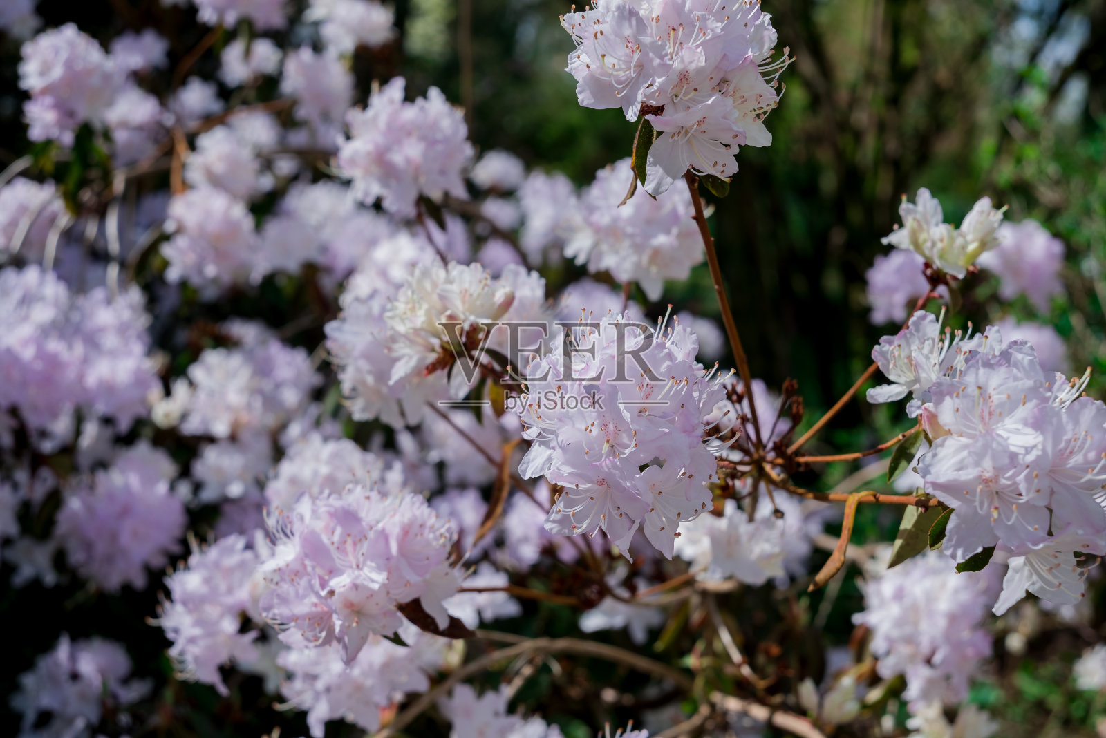 浅粉蓝色杜鹃花刷。照片摄影图片