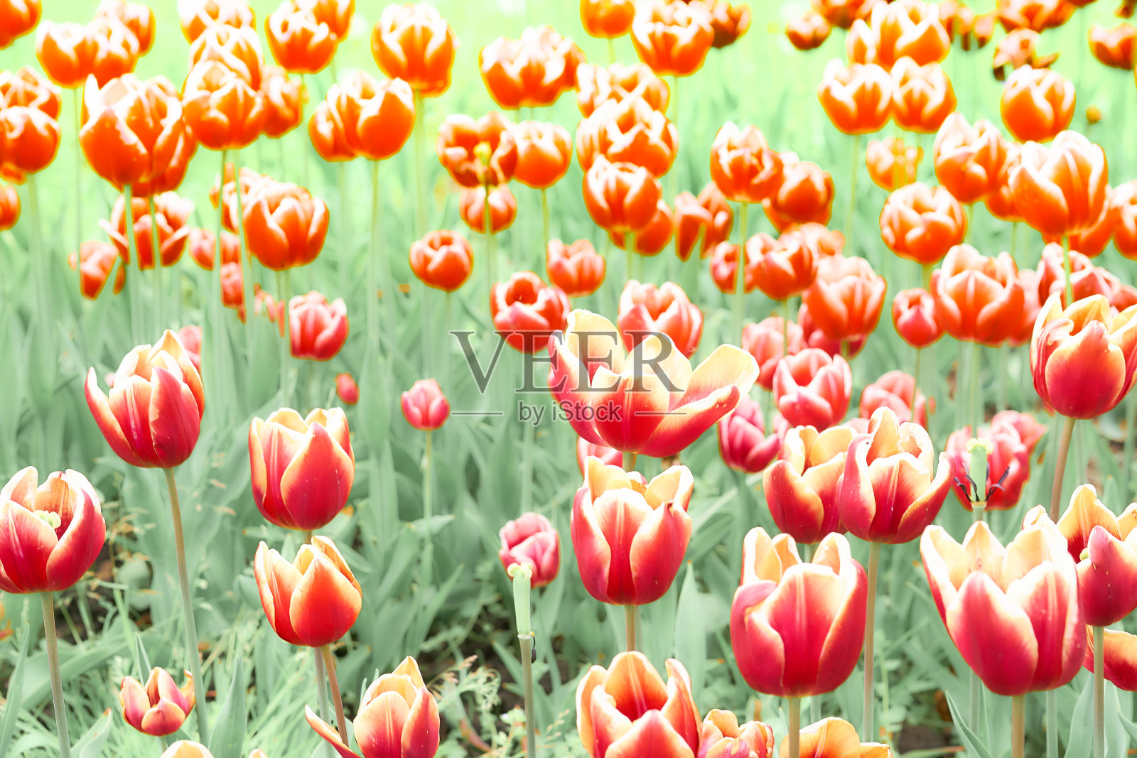 精致的地毯图片的红色和郁金香在公园，种植园照片摄影图片