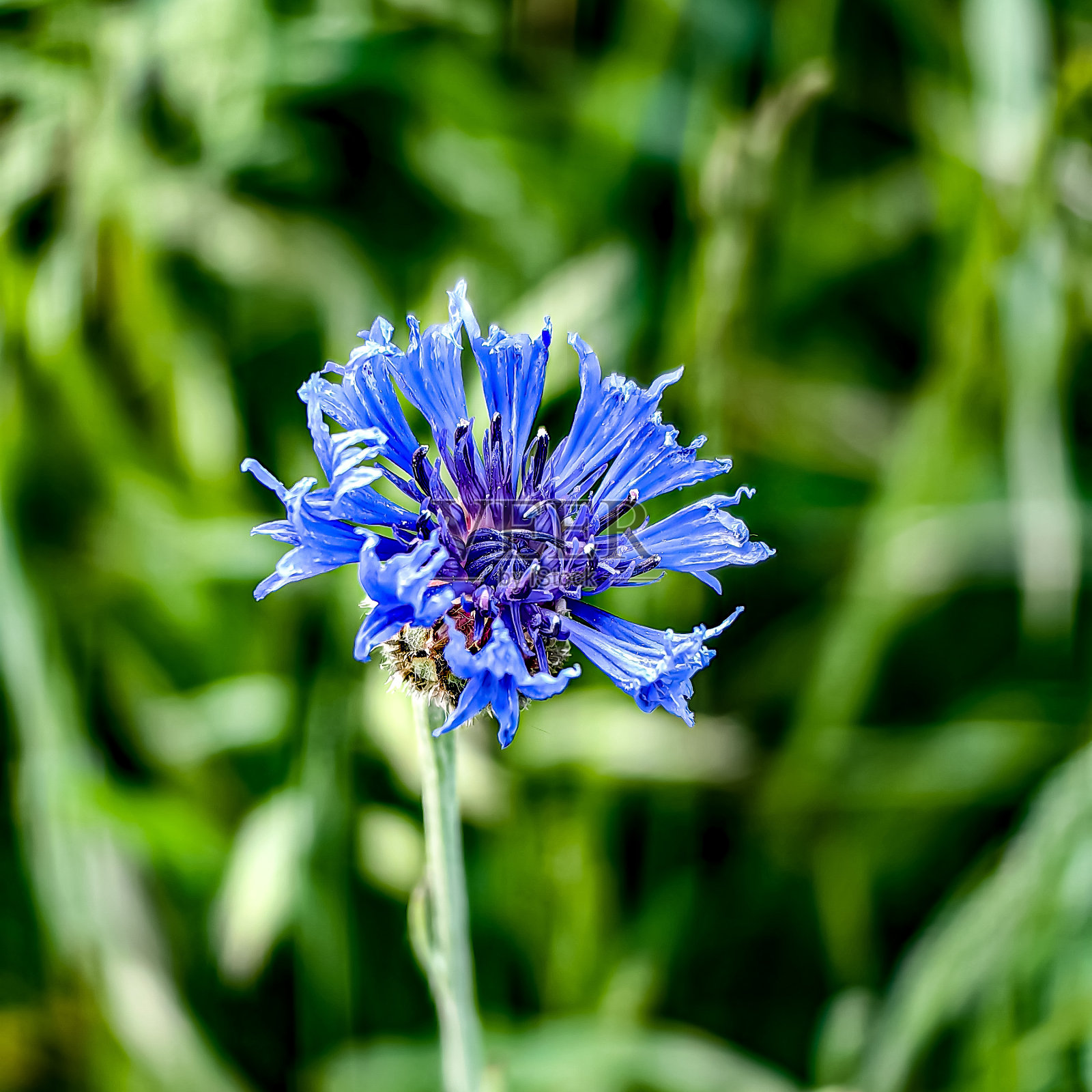 汉堡周边的自然风光照片照片摄影图片