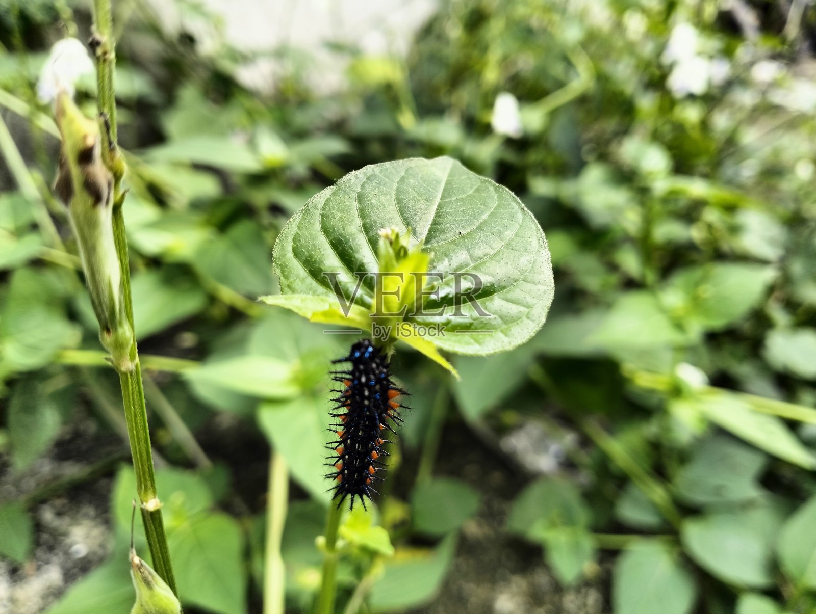 毛毛虫照片摄影图片