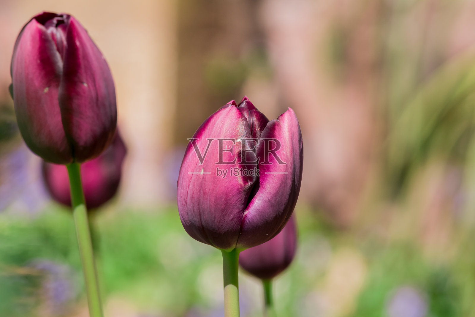 花园里长着五颜六色的郁金香照片摄影图片