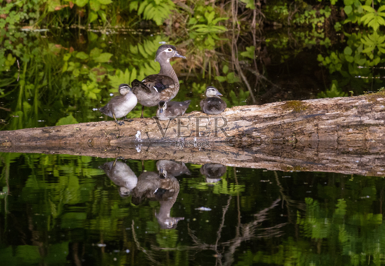 带着小鸭子的母木鸭照片摄影图片