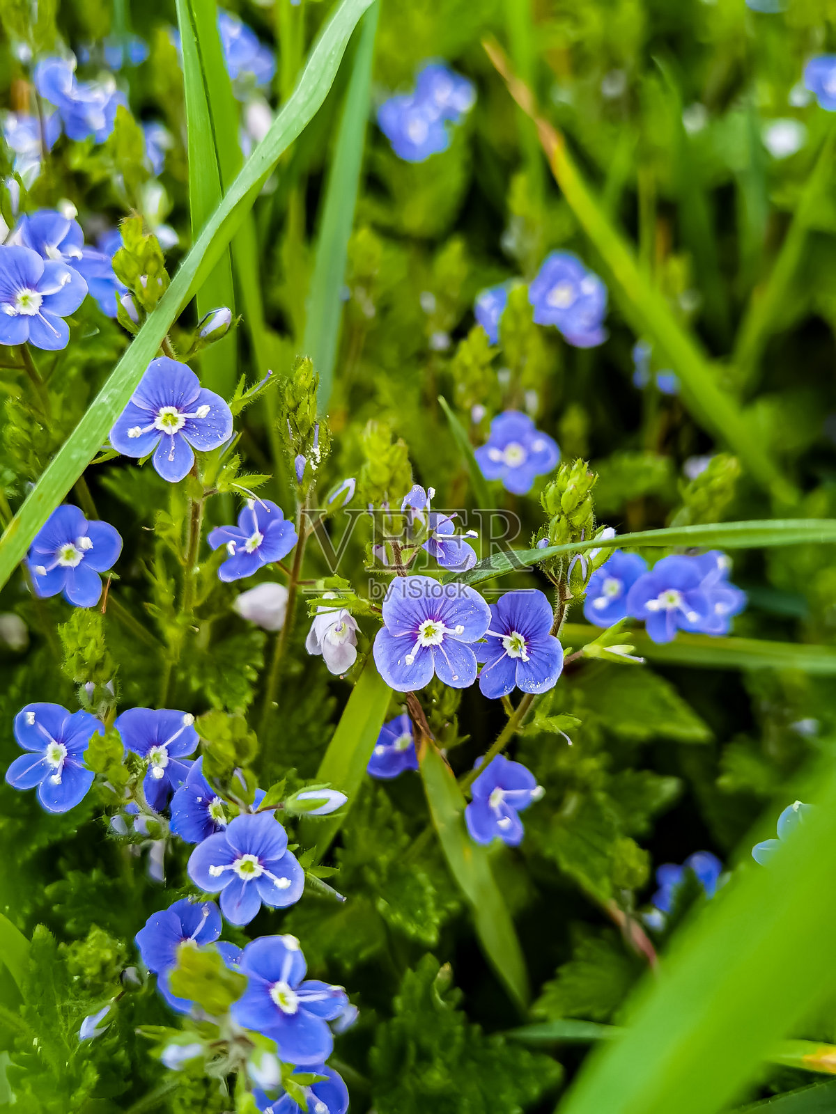 汉堡周边的自然风光照片照片摄影图片