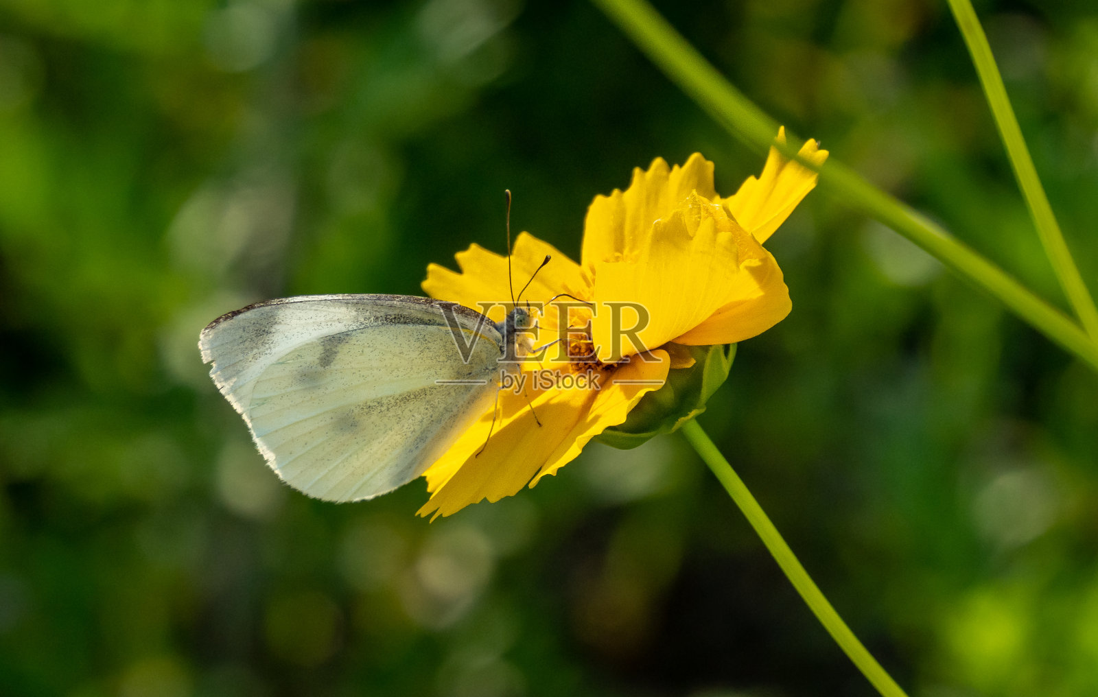 Polllination照片摄影图片