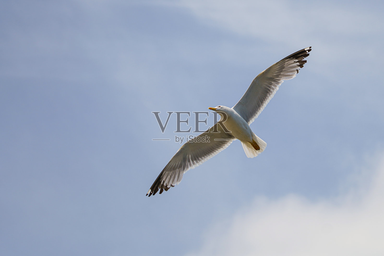 海鸥在飞翔照片摄影图片