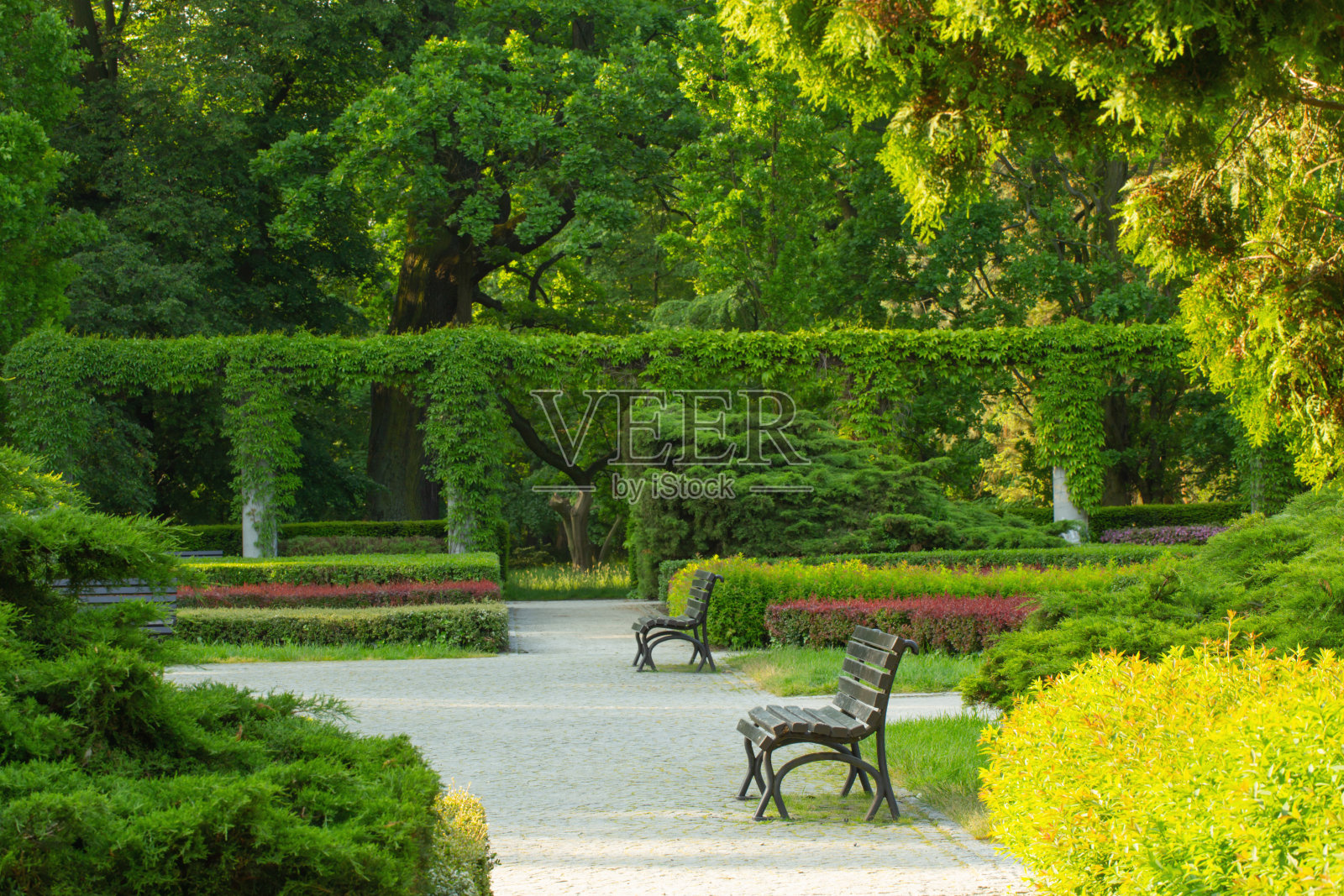阳光下美丽的城市夏季公园照片摄影图片