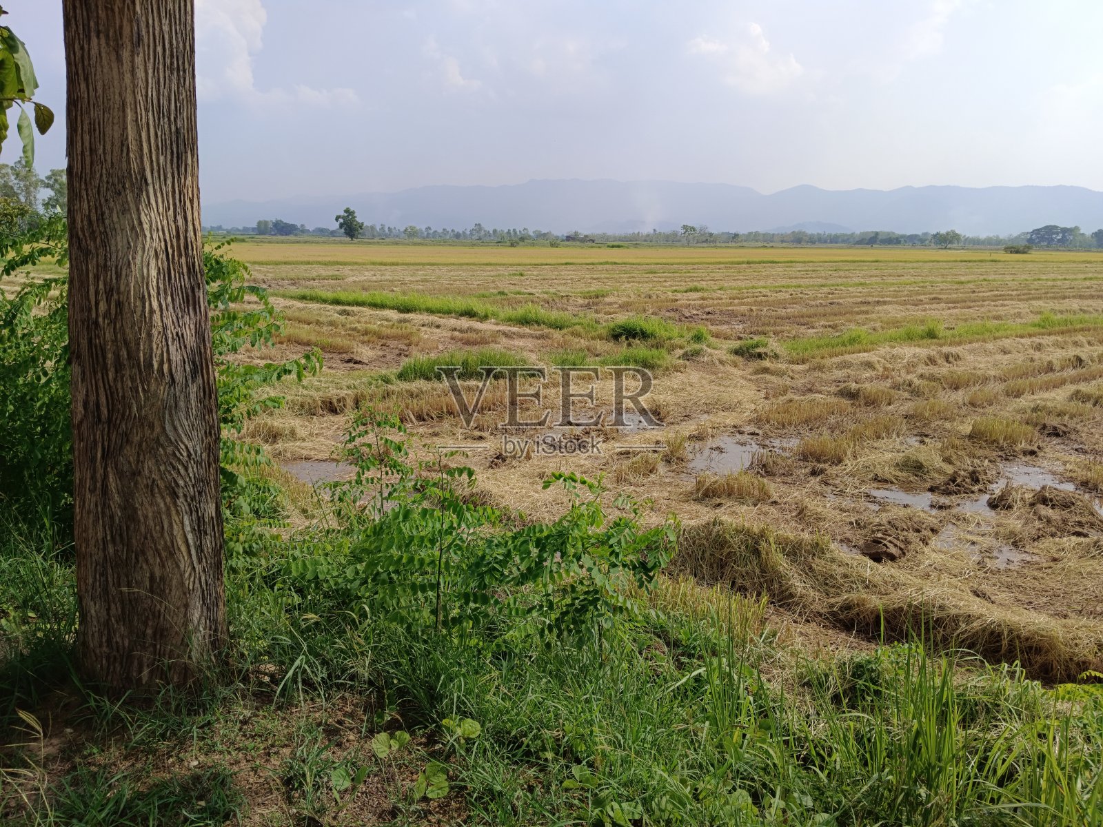 收获后的稻田气氛照片摄影图片