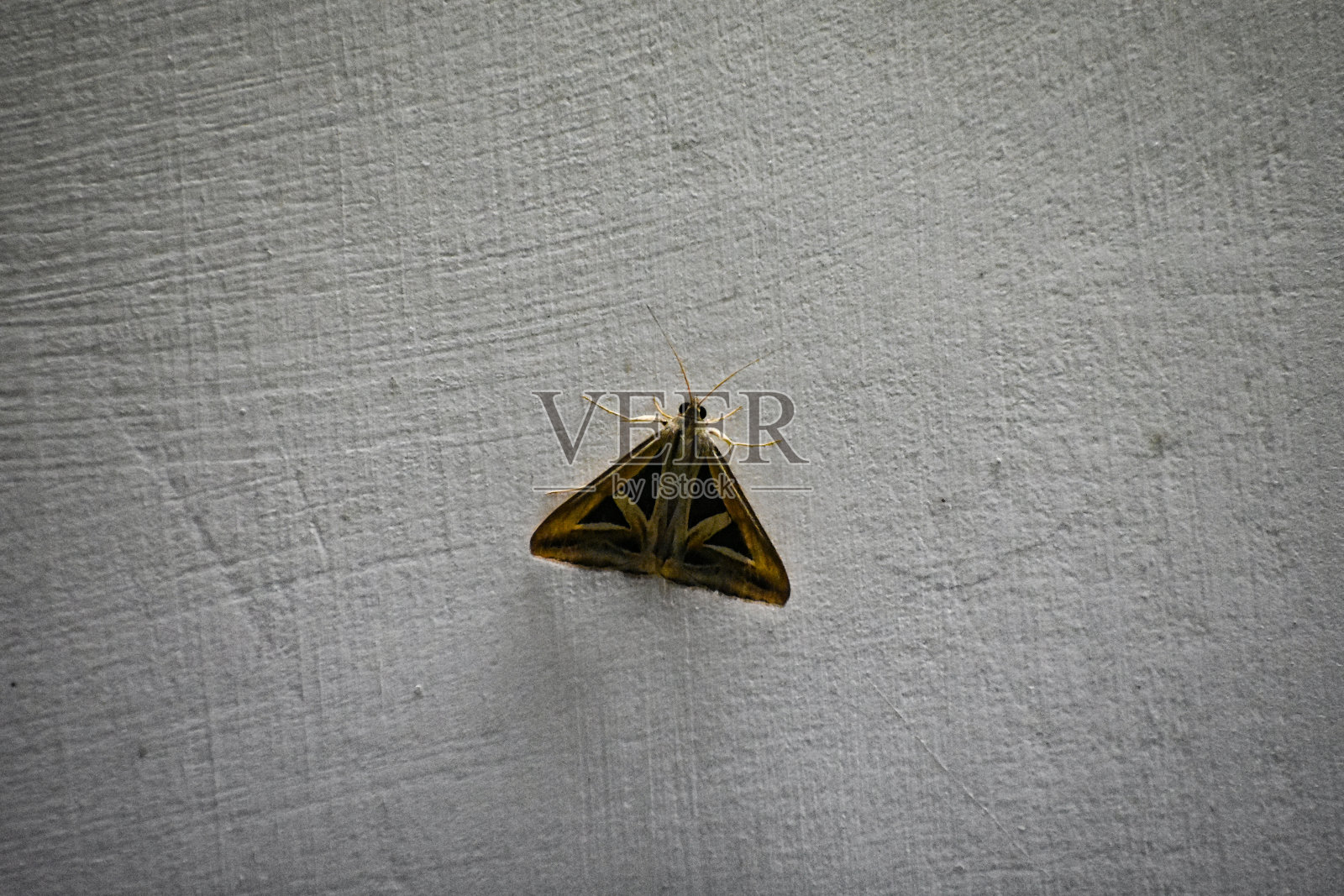 一只褐色的飞蛾栖息在白色的表面上。照片摄影图片