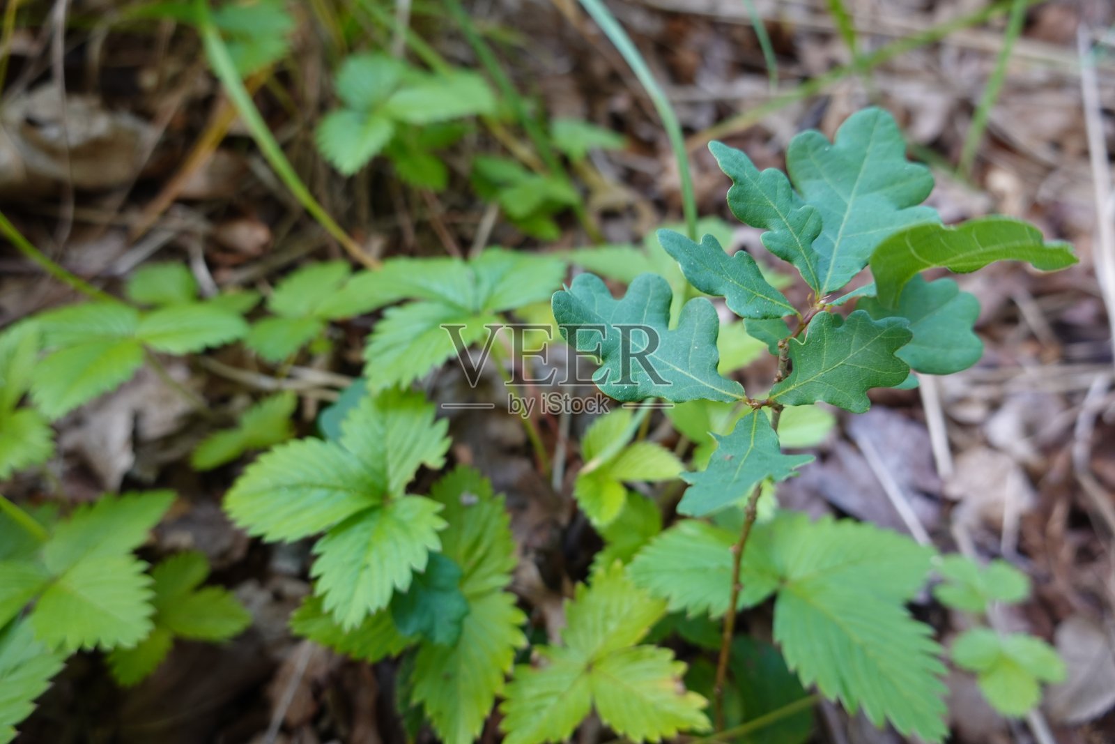 森林栽培草莓有果有花，草莓有林。野草莓照片摄影图片